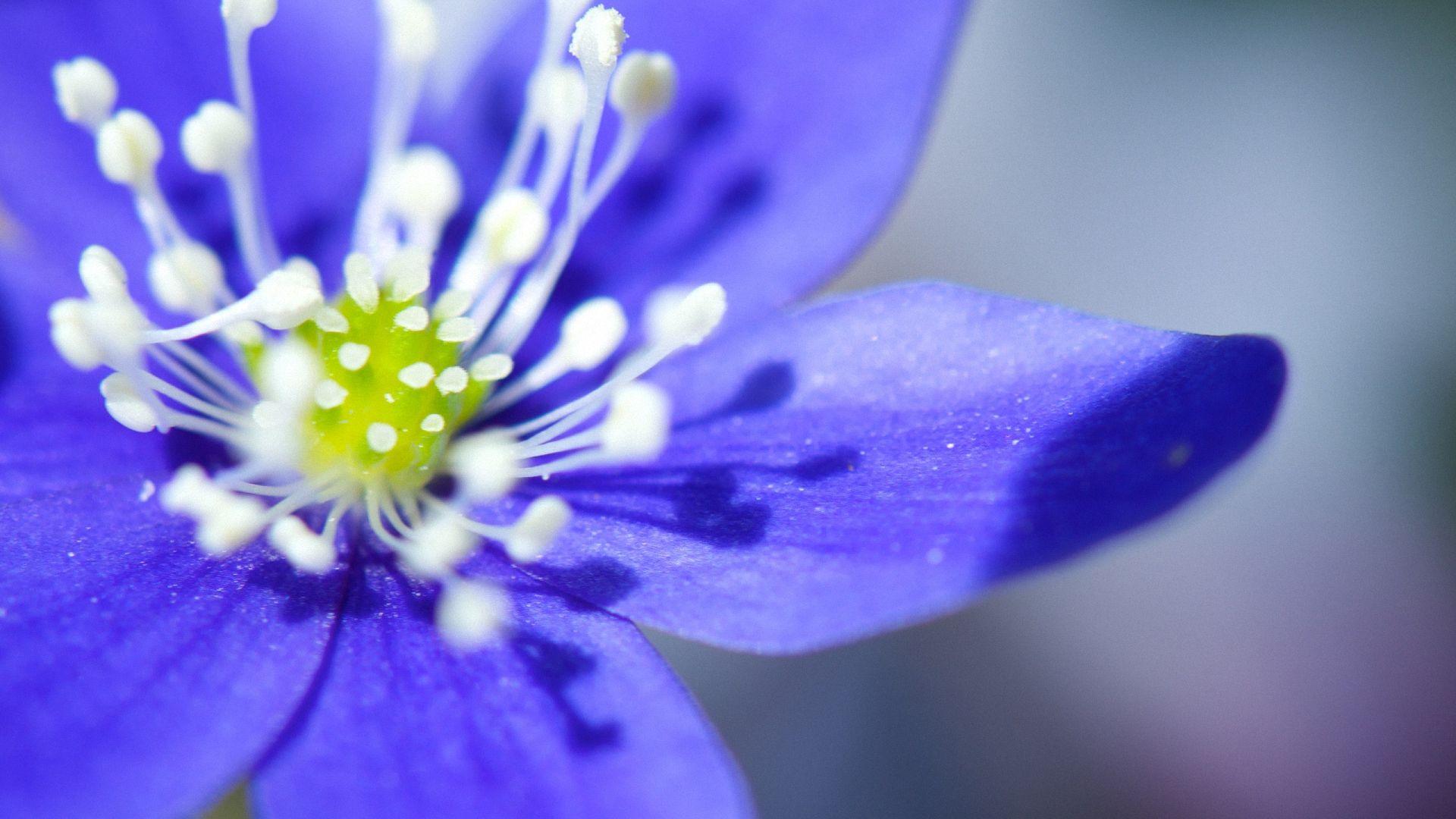 Anemone Wallpapers Wallpaper Cave