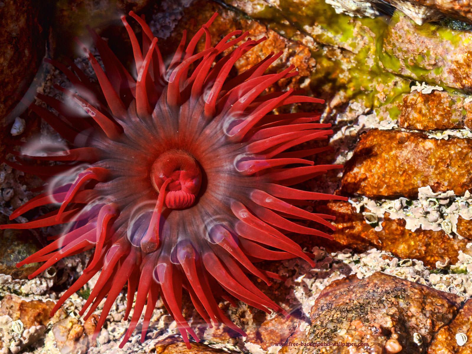 Beautiful Red Sea Anemone Beautiful Desktop Wallpaper