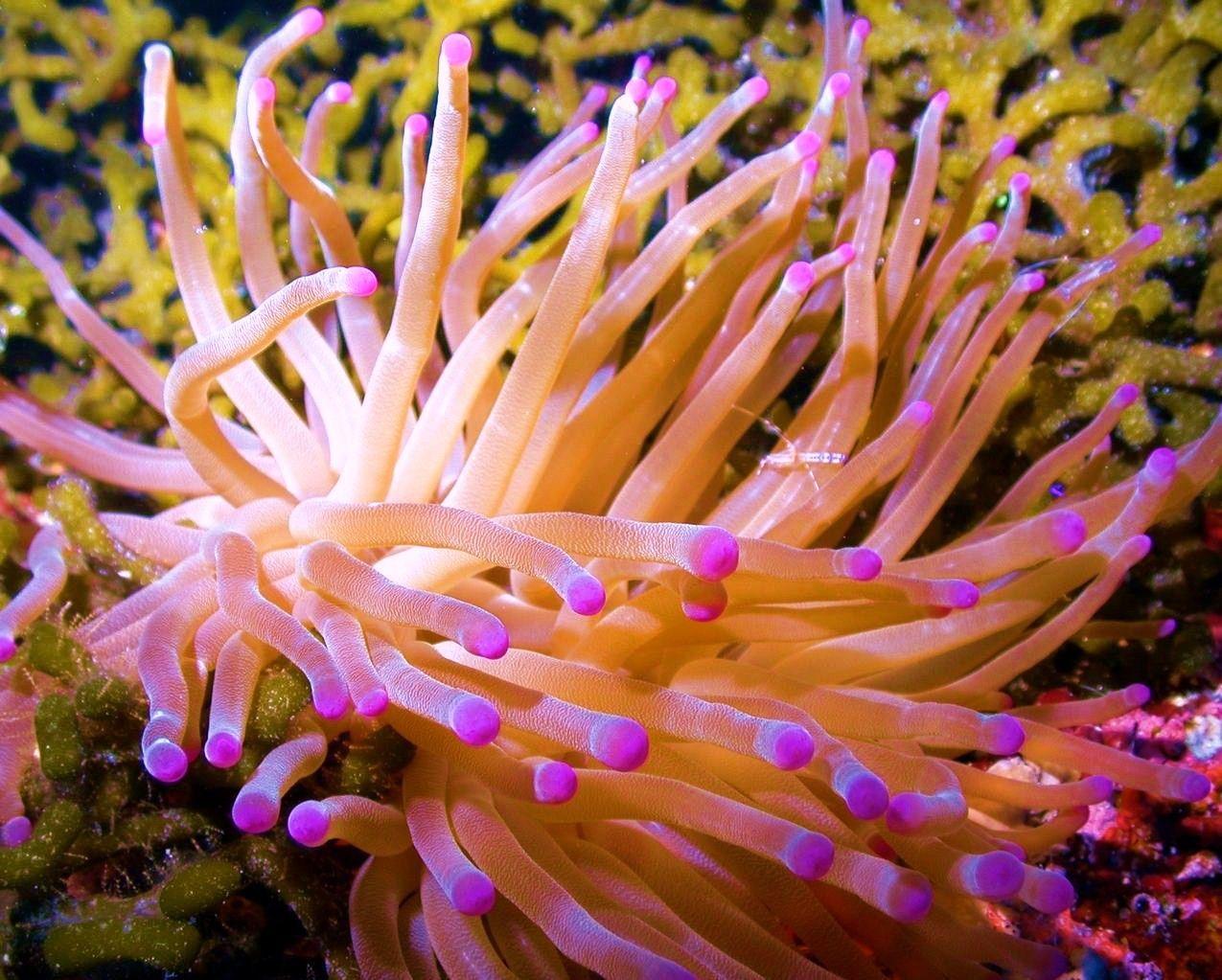 Anemone Wallpapers - Wallpaper Cave