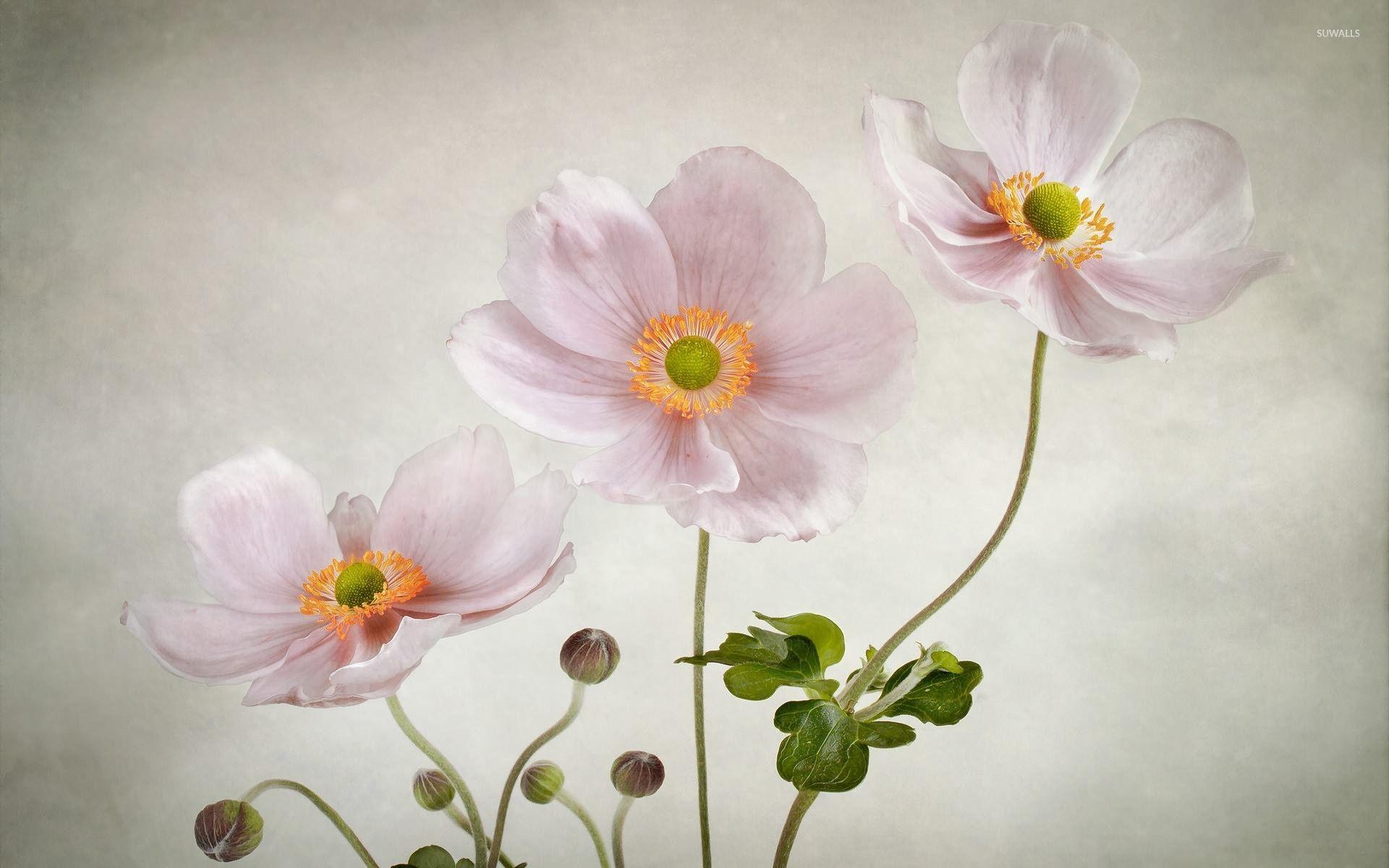 Anemone Flower Wallpapers - Wallpaper Cave