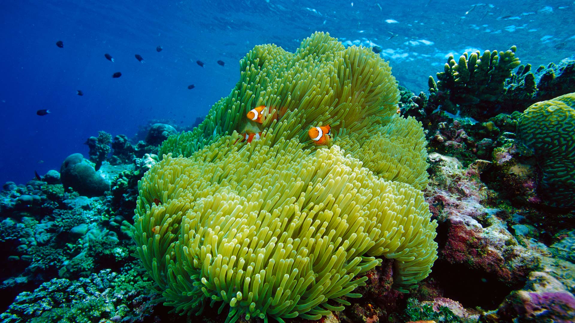 Sea Anemone and Clownfish. Magnificent sea anemone with black