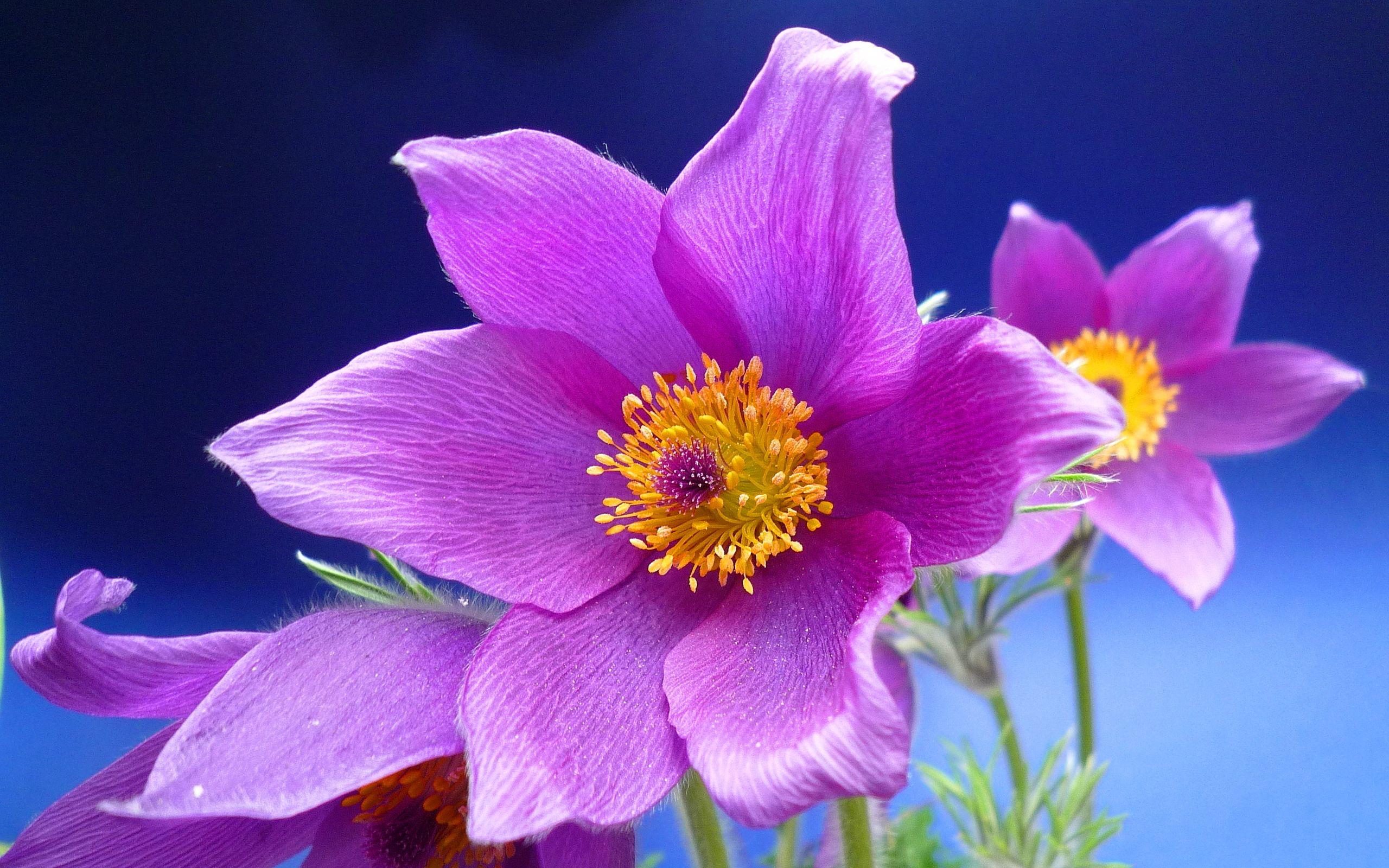 Pink Anemone Flower 26025 2560x1600 px