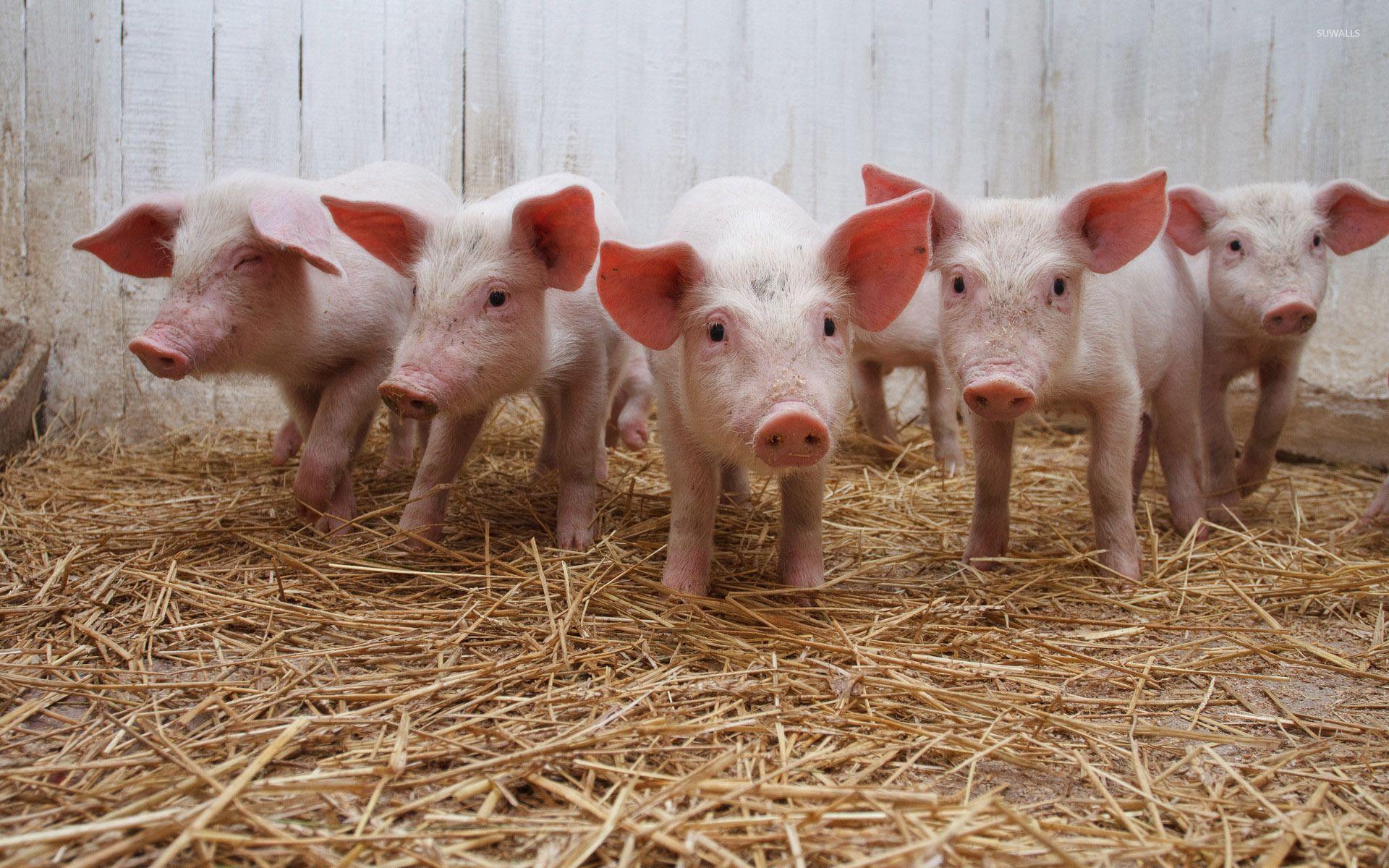 Curious piglets wallpaper wallpaper