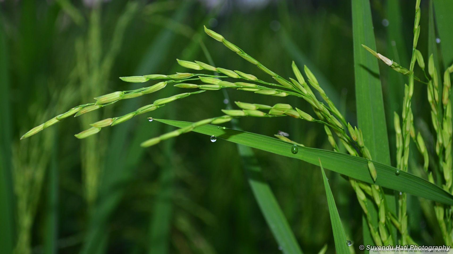 Paddy Wallpapers Wallpaper Cave Paddy Wallpapers Wallpaper Cave