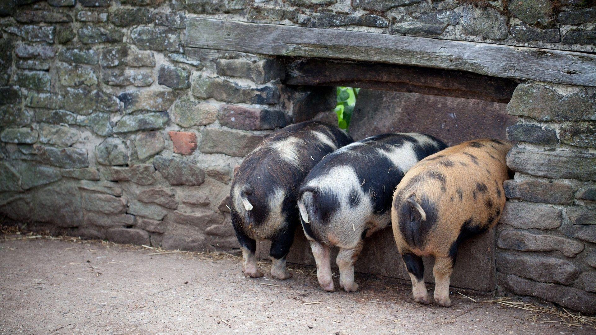 Pigs Tag wallpaper: Pig Pigs Three Little Baby Animals Wallpaper