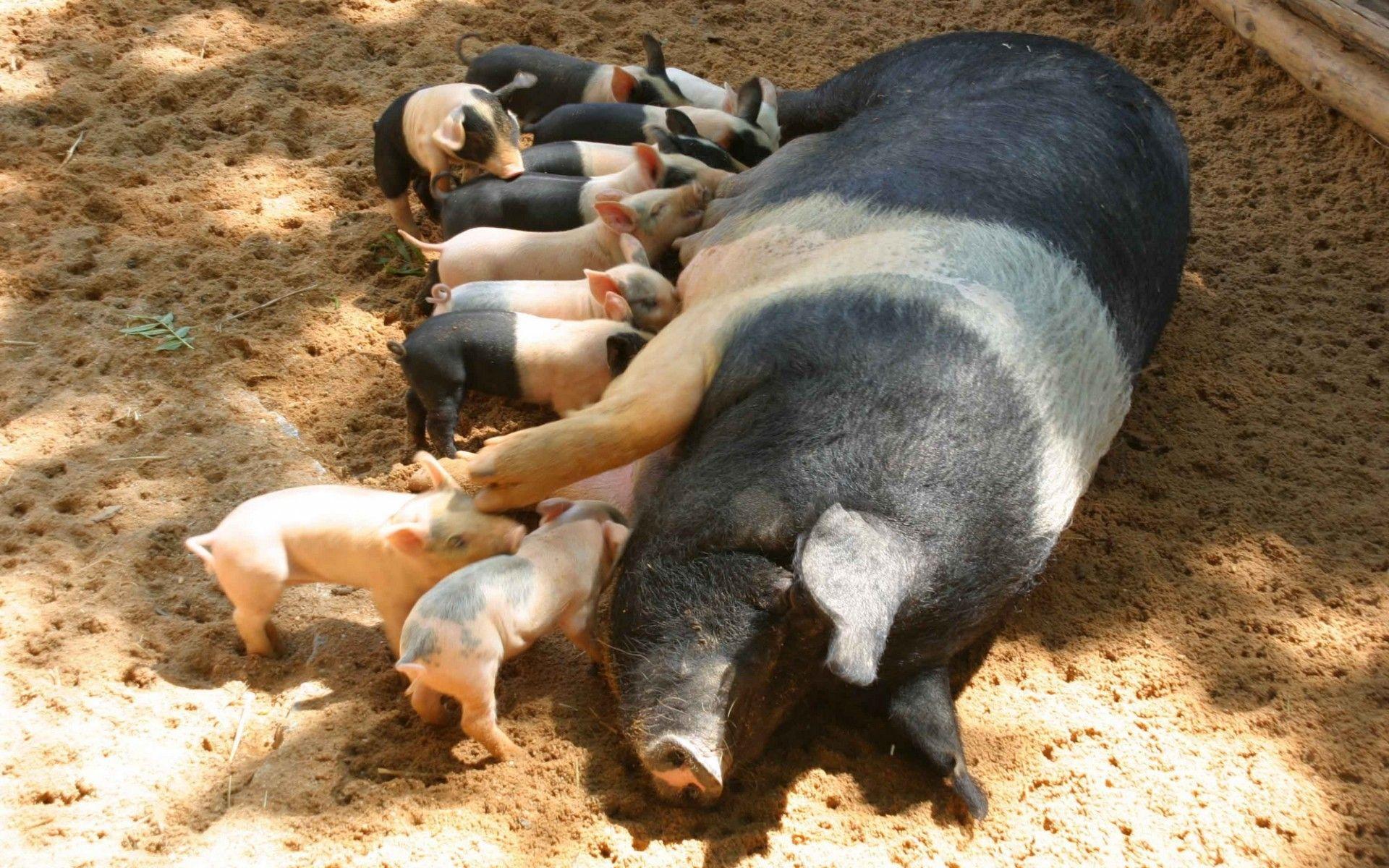 Pig with piglets wallpaper and image, picture, photo