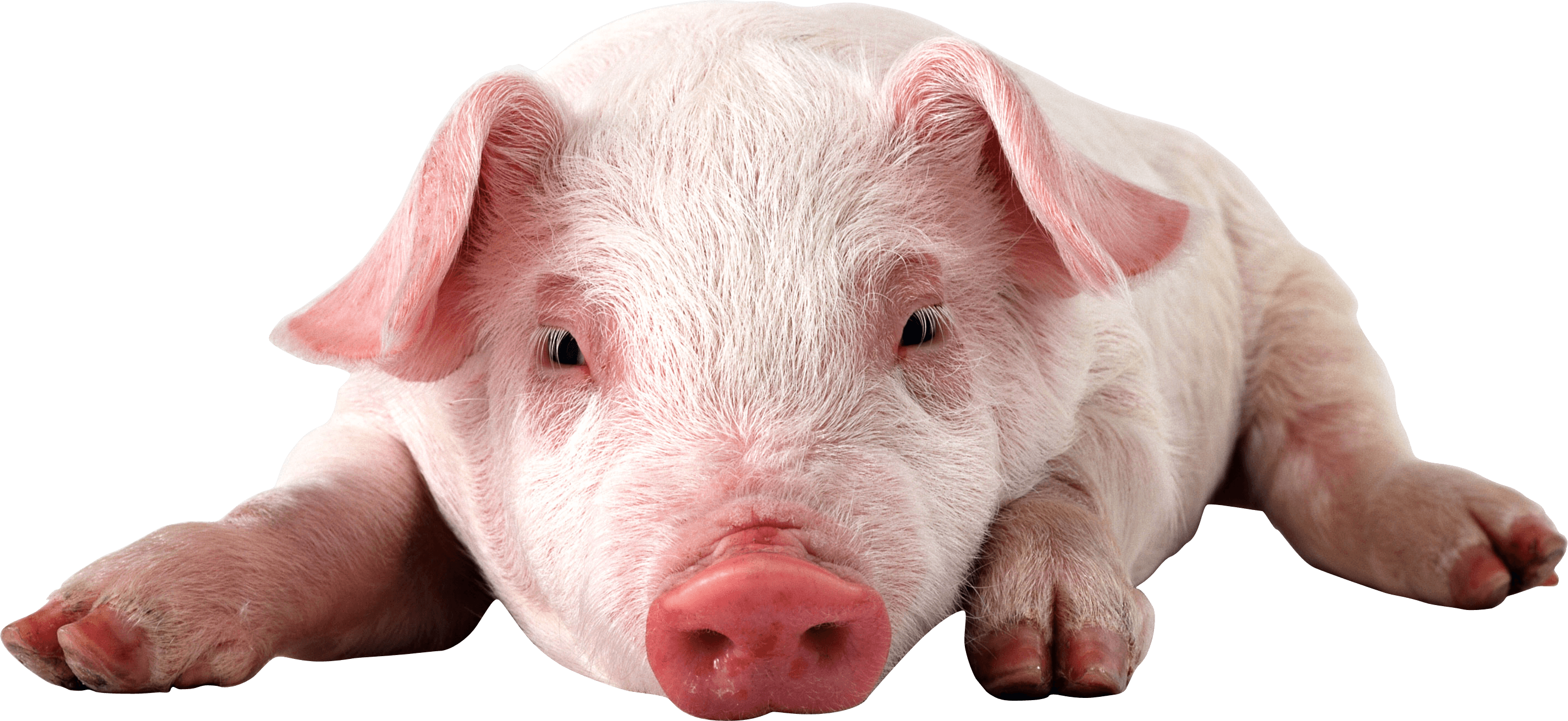 Pig PNG image, free picture download pigs