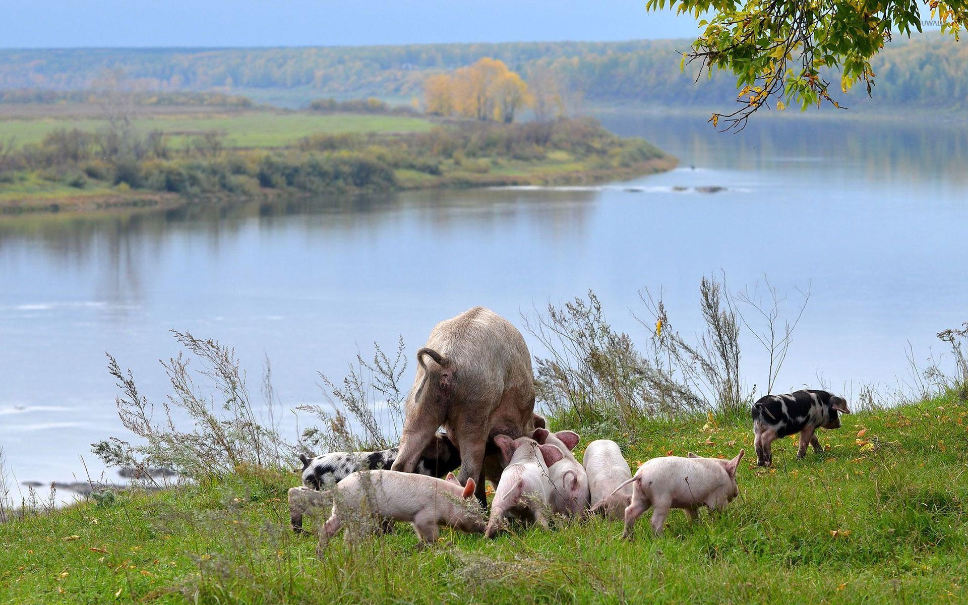 Pig with piglets wallpaper wallpaper