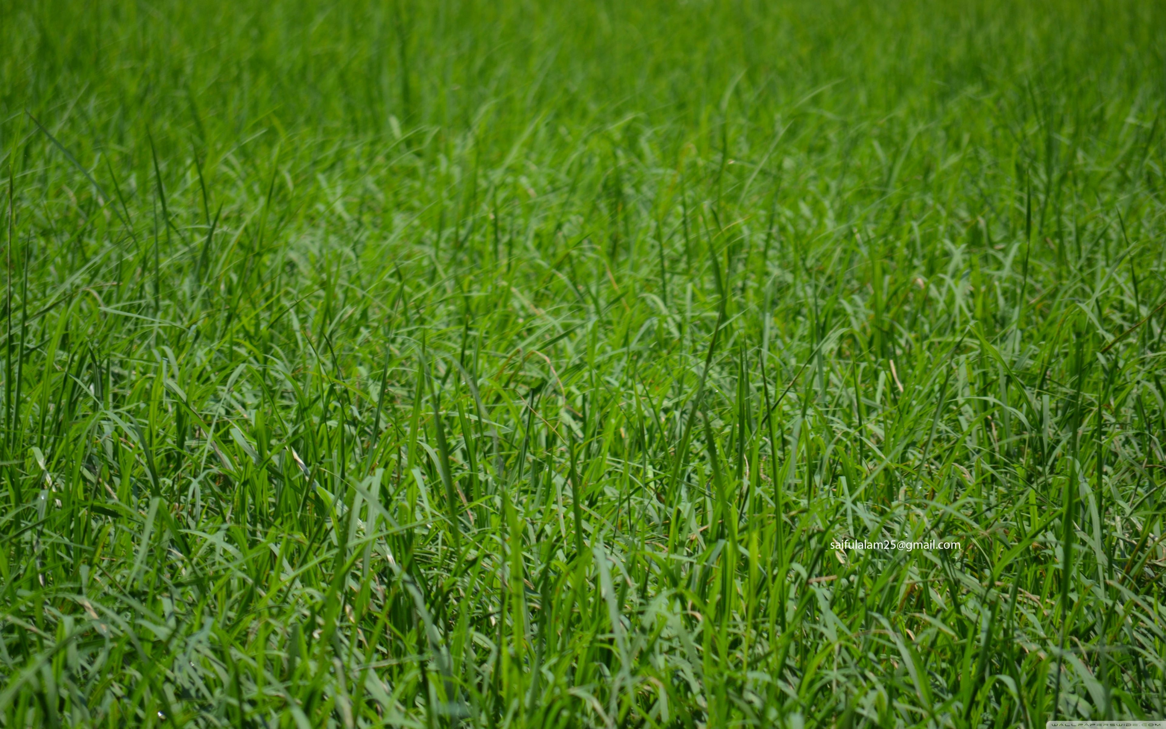 Paddy ❤ 4K HD Desktop Wallpaper for 4K Ultra HD TV • Wide & Ultra