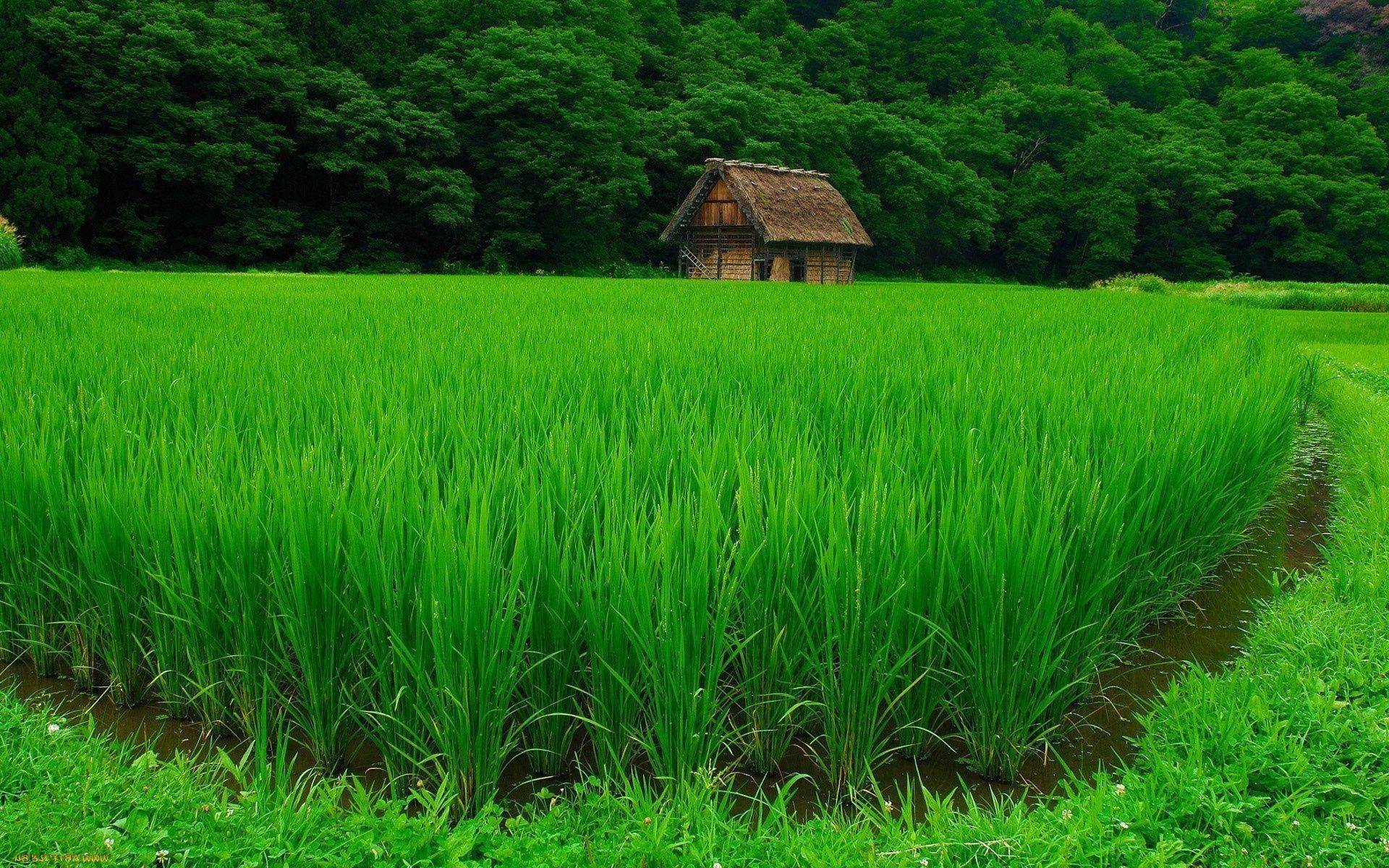Rice field, forest