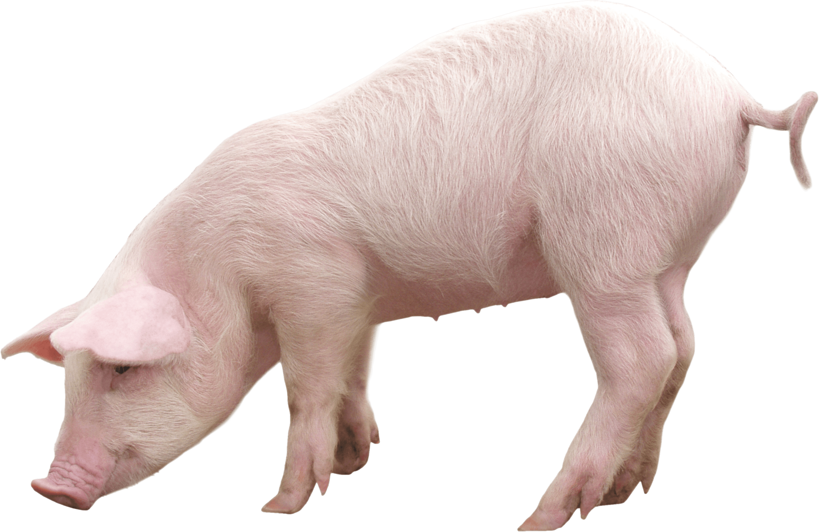 Pig PNG image, free picture download pigs