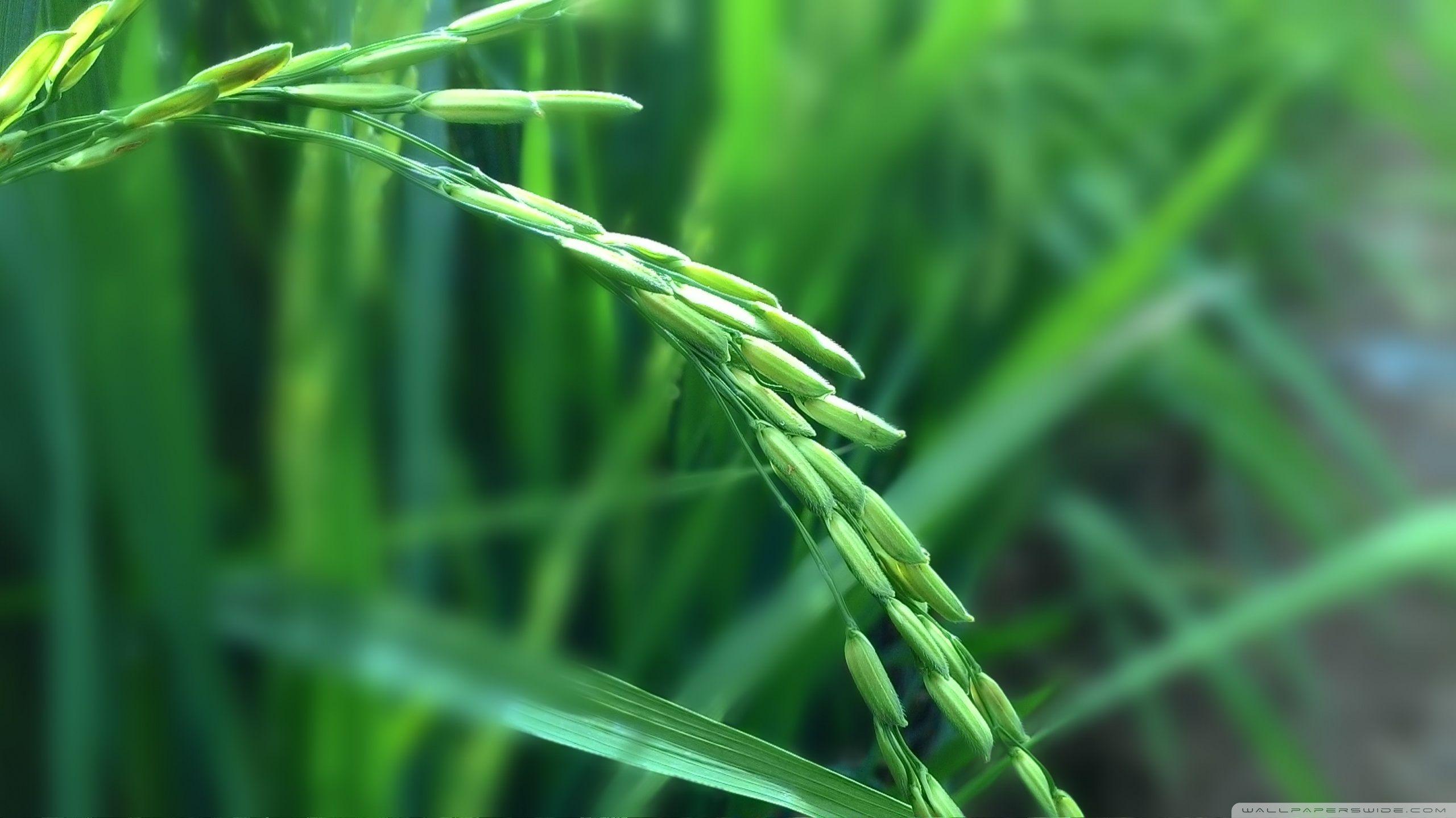 Rice Plant ❤ 4K HD Desktop Wallpaper for 4K Ultra HD TV • Wide