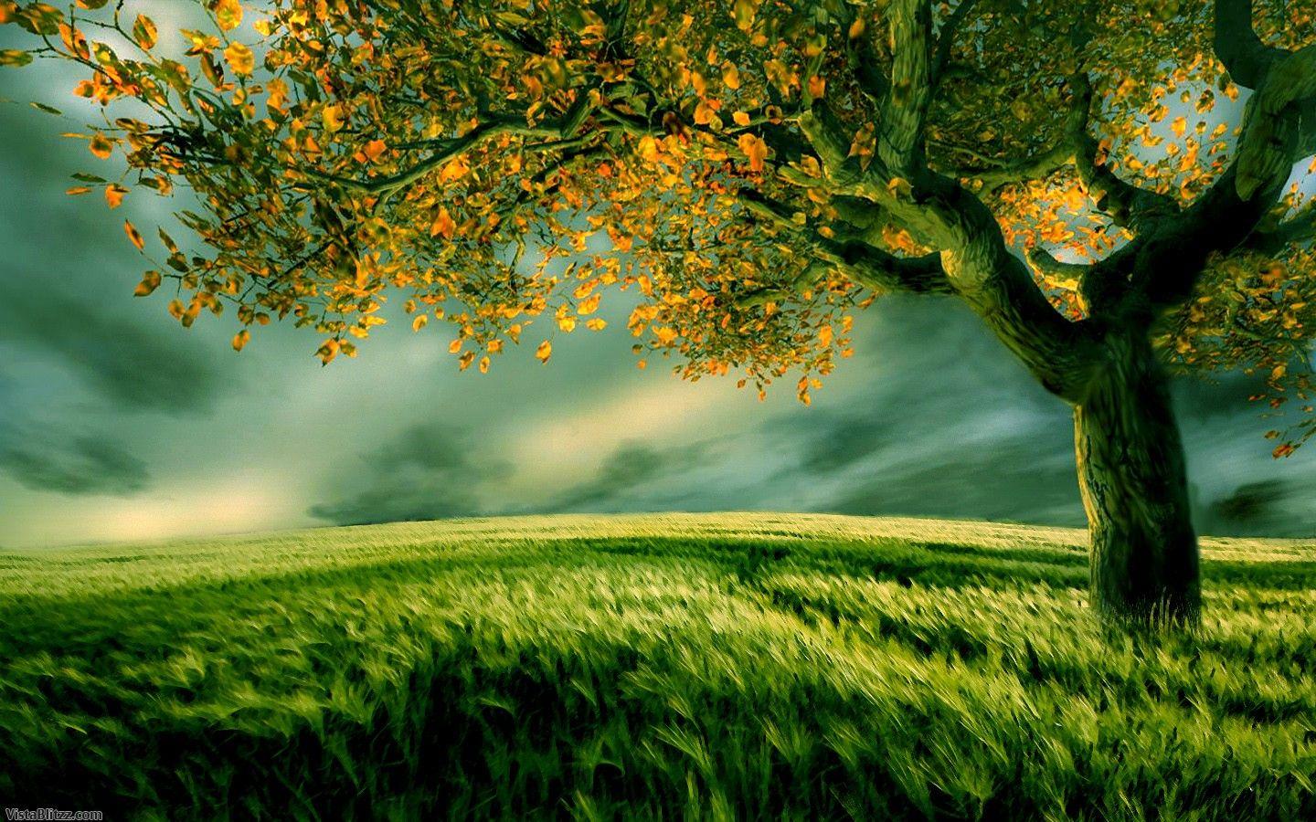 Field Paddy. Top Desktop No.1