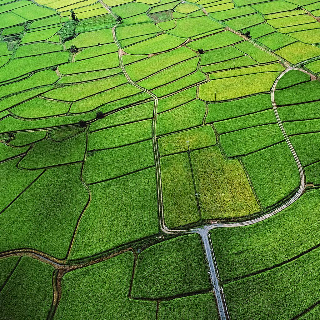 I Love Papers. wallpaper rice paddy field nature
