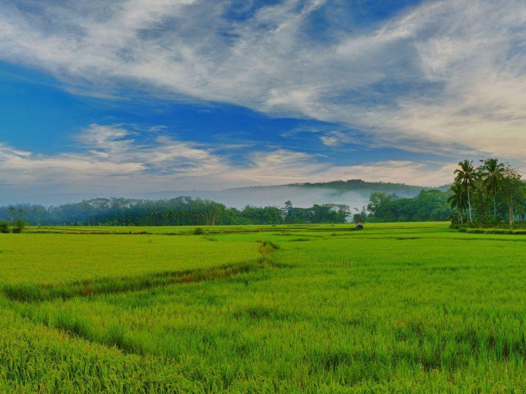 Rice Field Wallpapers - Wallpaper Cave