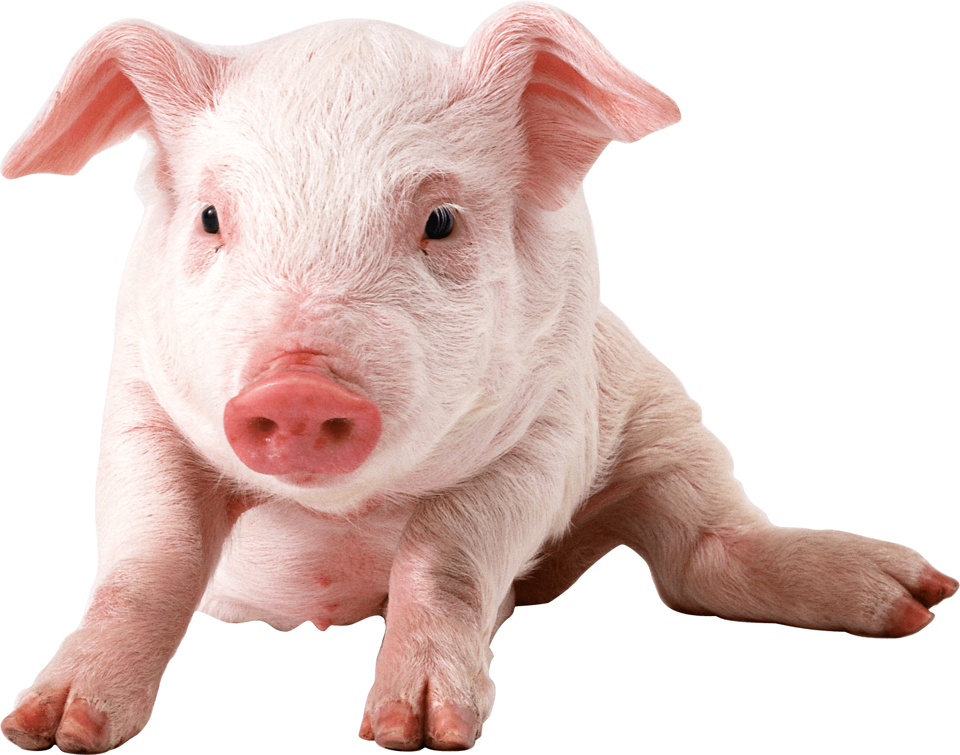 HDWP 49: Pigs Wallpaper, Pigs Collection Of Widescreen Wallpaper
