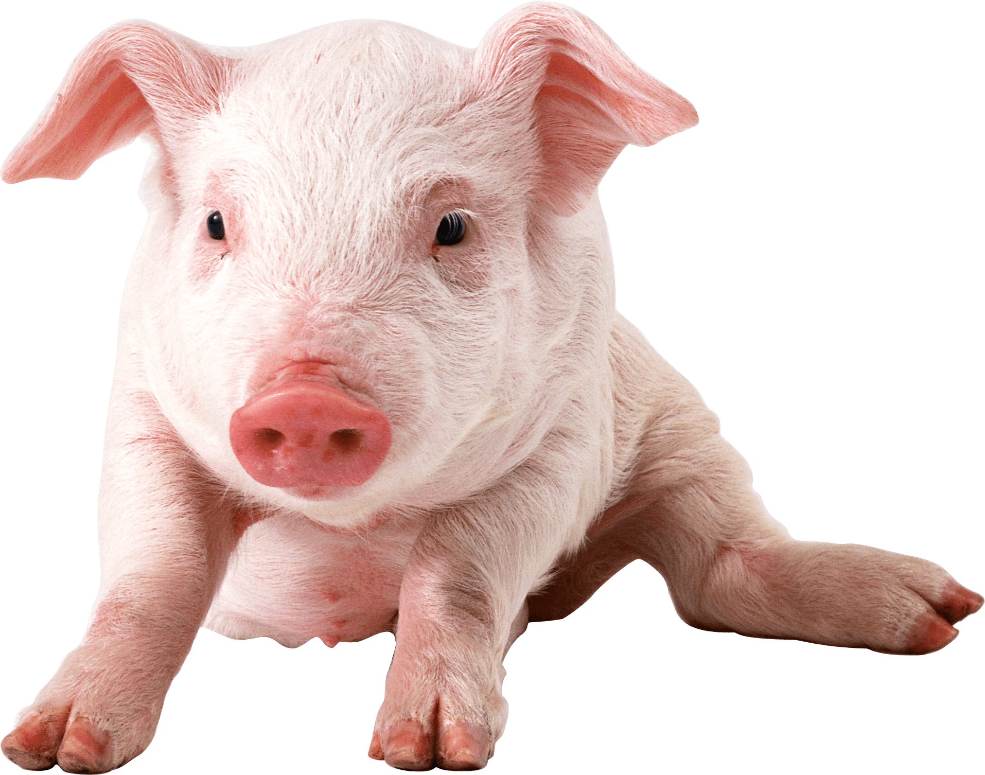 Piglets Wallpapers - Wallpaper Cave