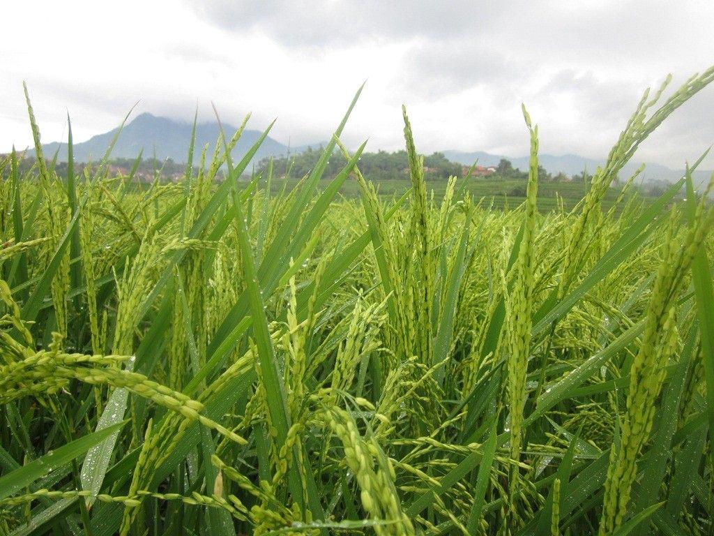 Fields: Rice Field Ricefield Padi Ade Pare Sawah Paddy Wallpaper