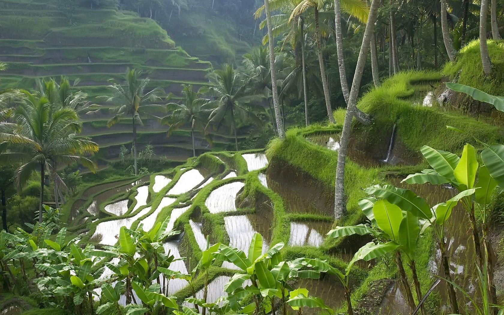 Rice Paddy Terraces Wallpaper Indonesia World Wallpaper in jpg