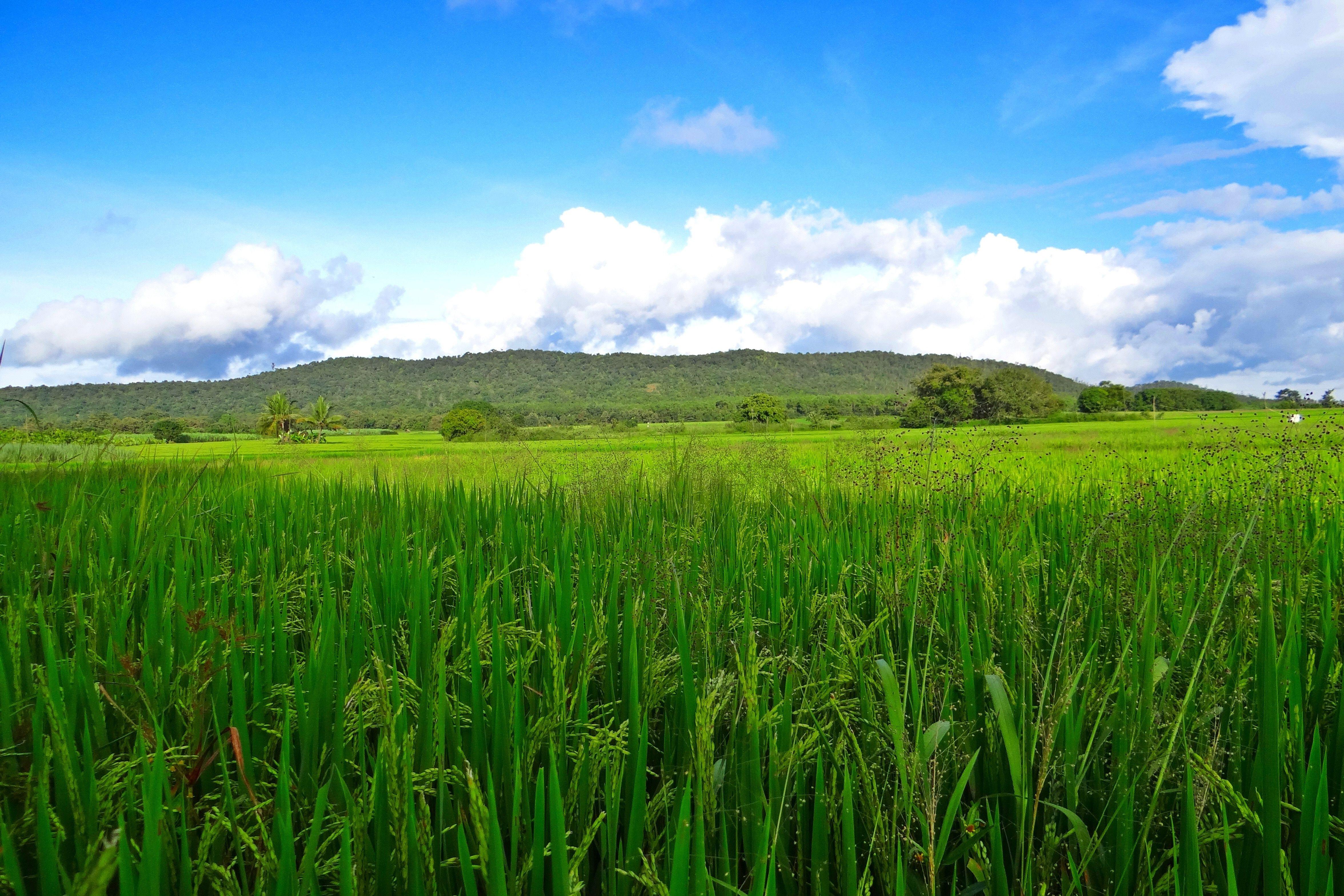 Paddy Wallpapers Wallpaper Cave
