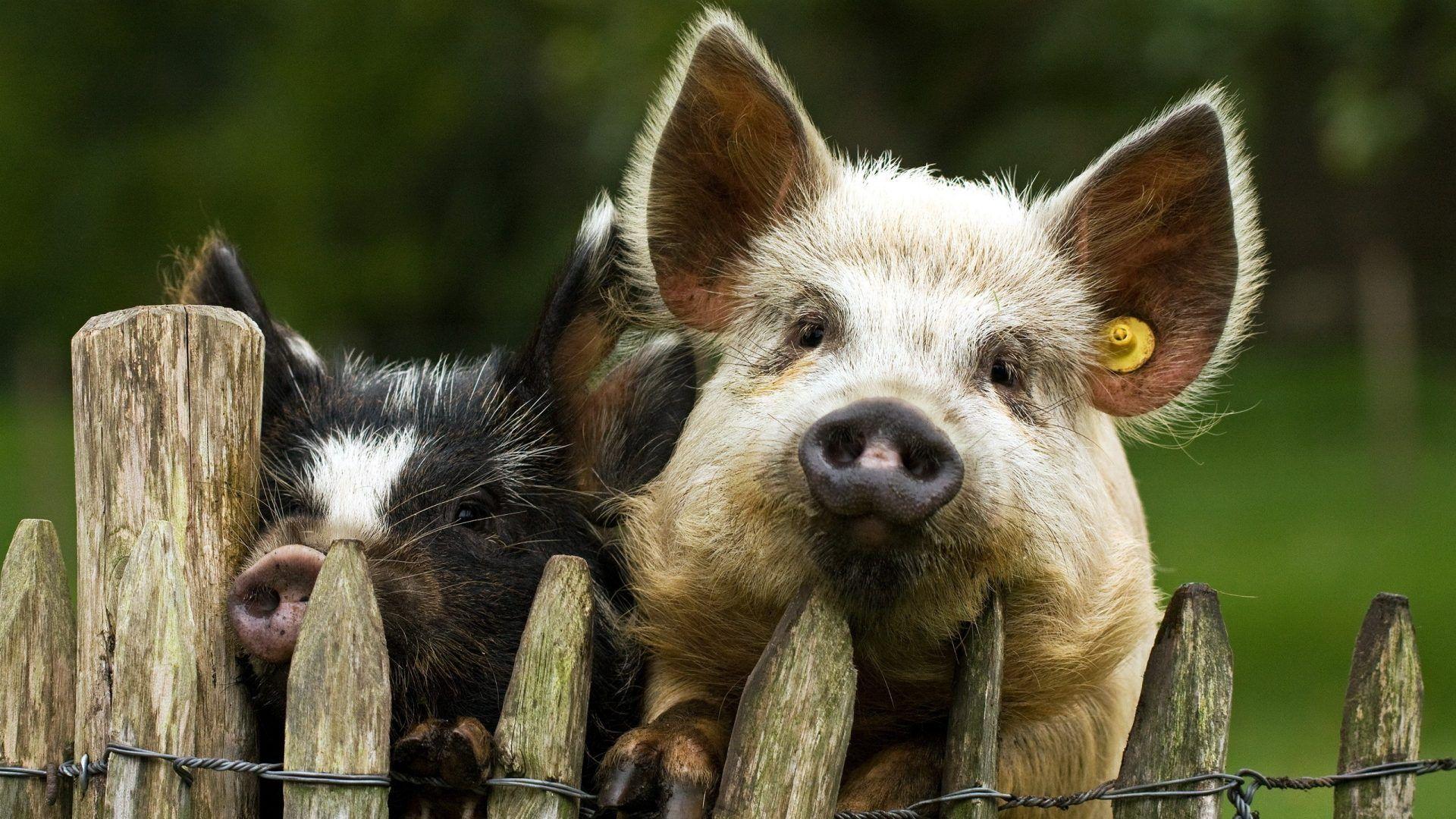 Pigs Tag wallpaper: Baby Wild Pigs Boars Image Photo Animal