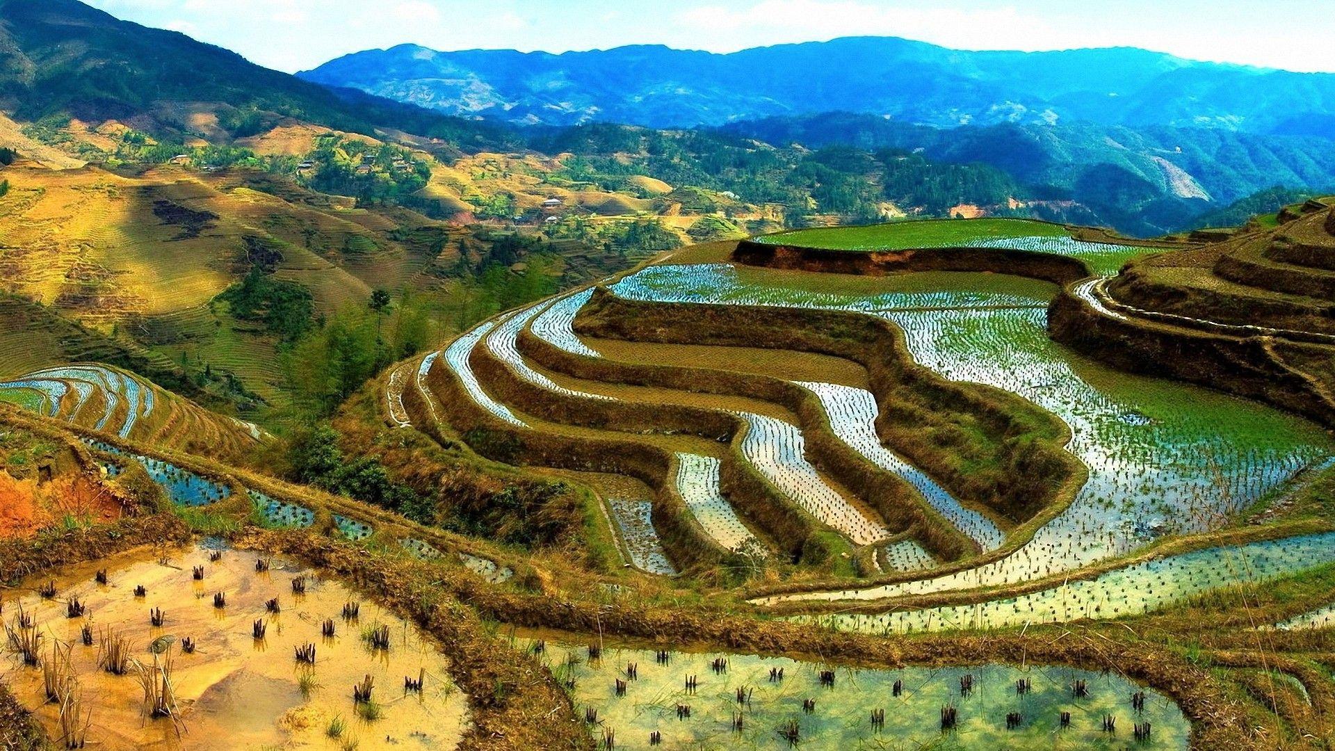 China Mountains Paddy Field HD Wallpaper