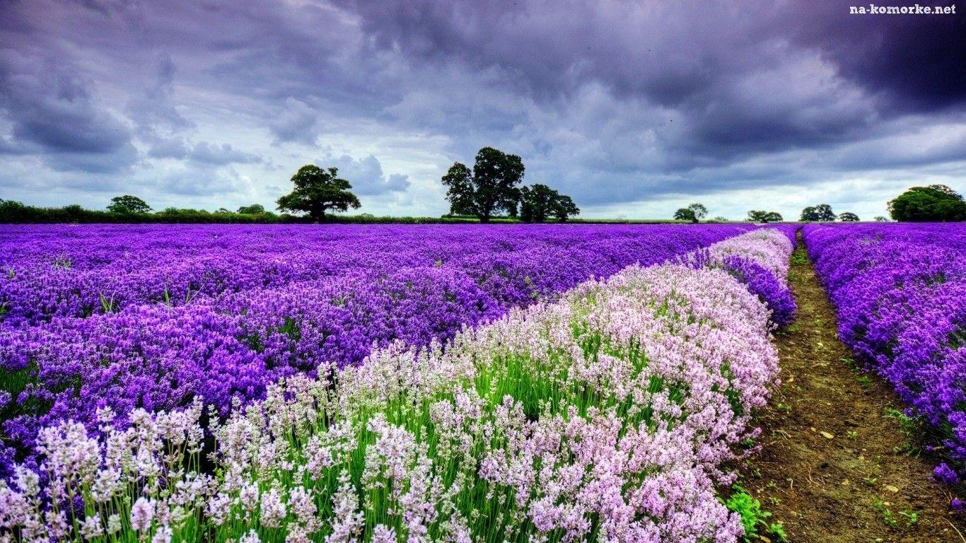 White Field Lavendar Fields Nature Lavender Clouds Flowers Paddy