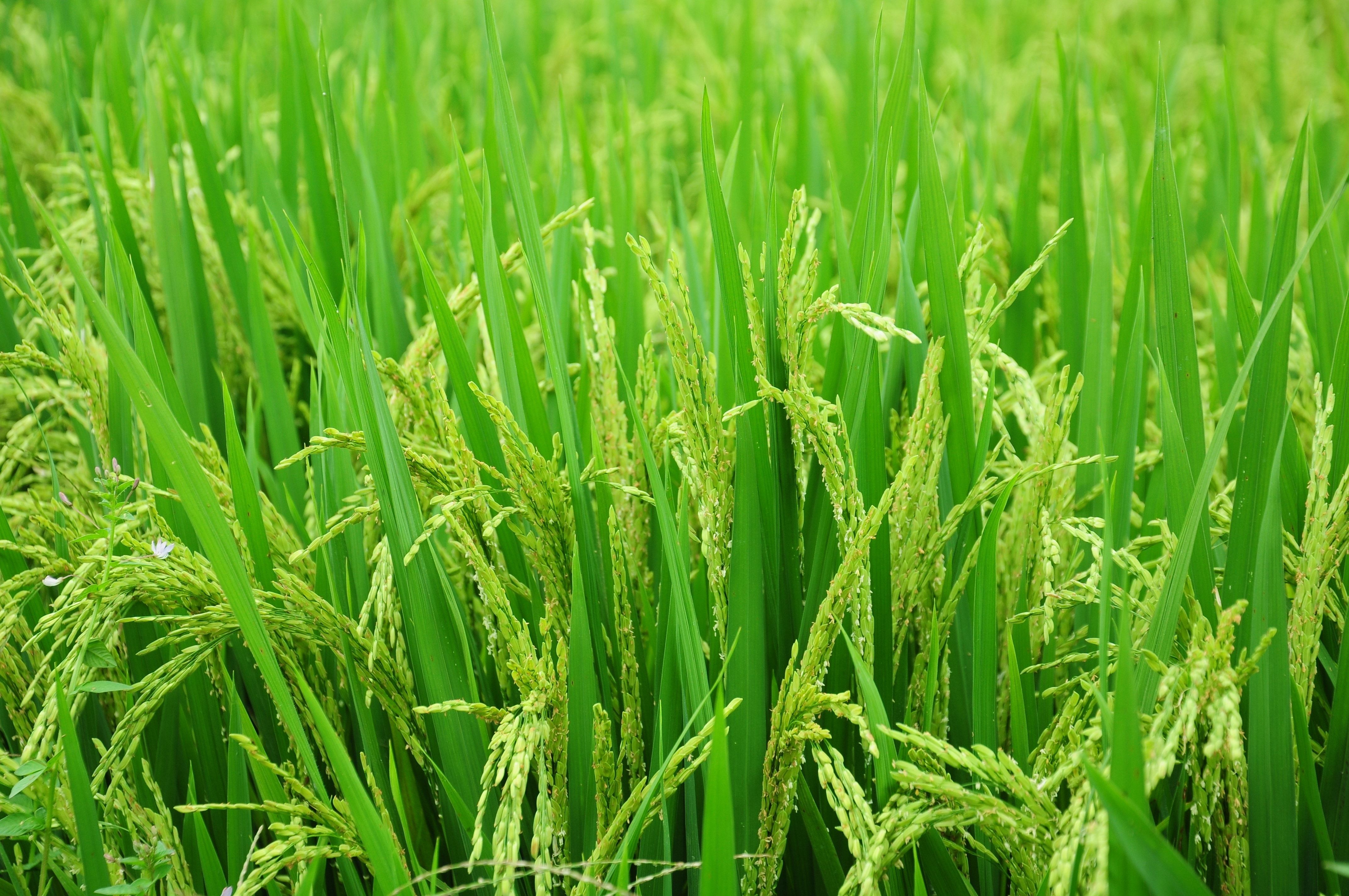 green rice plant field free image