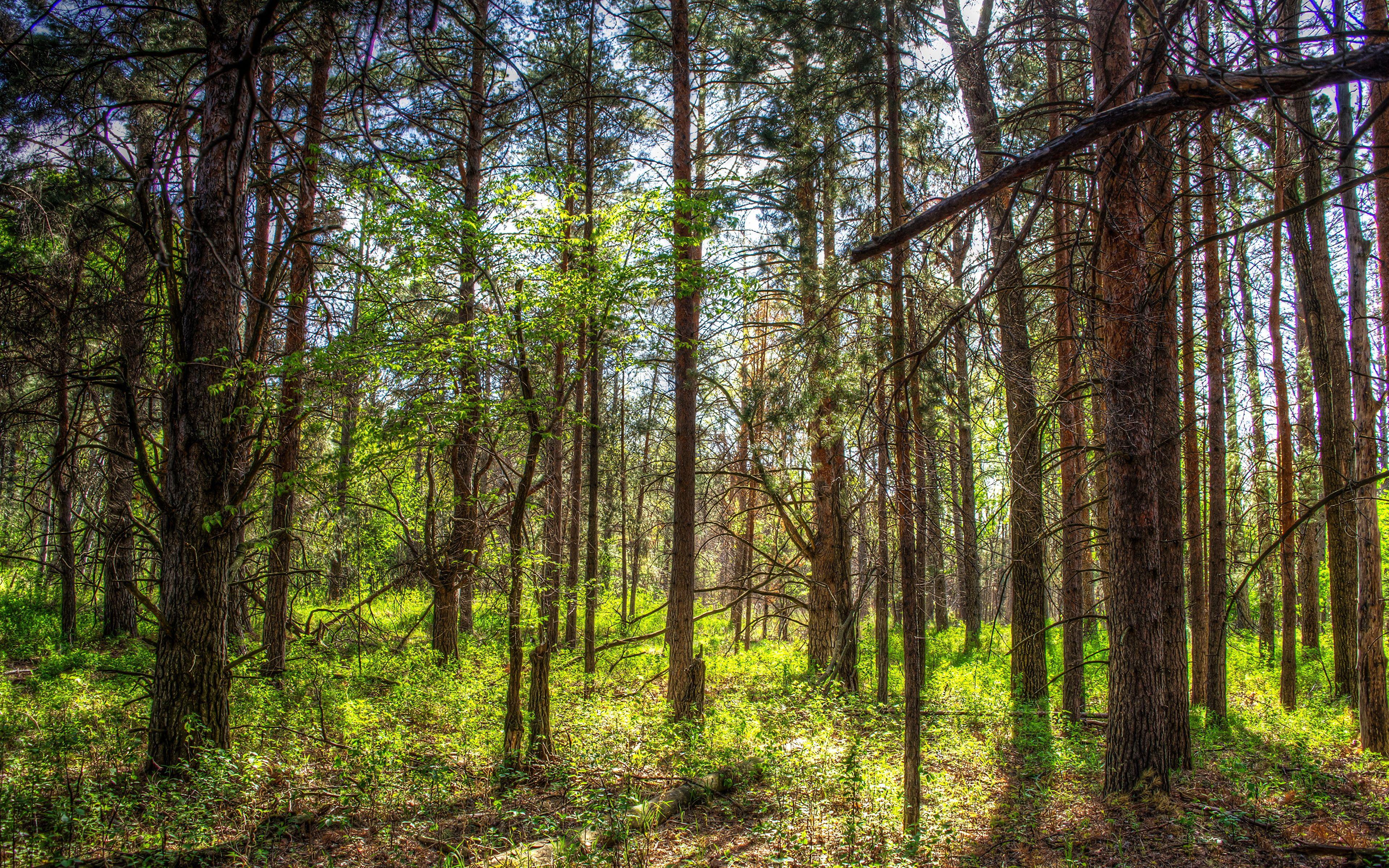 image USA North Dakota Nature Spring Forests Trunk tree 3840x2400