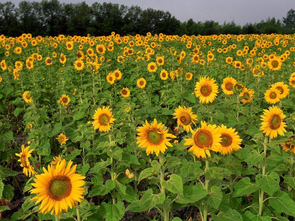 Field of Sunflowers, North Dakota Wallpaper