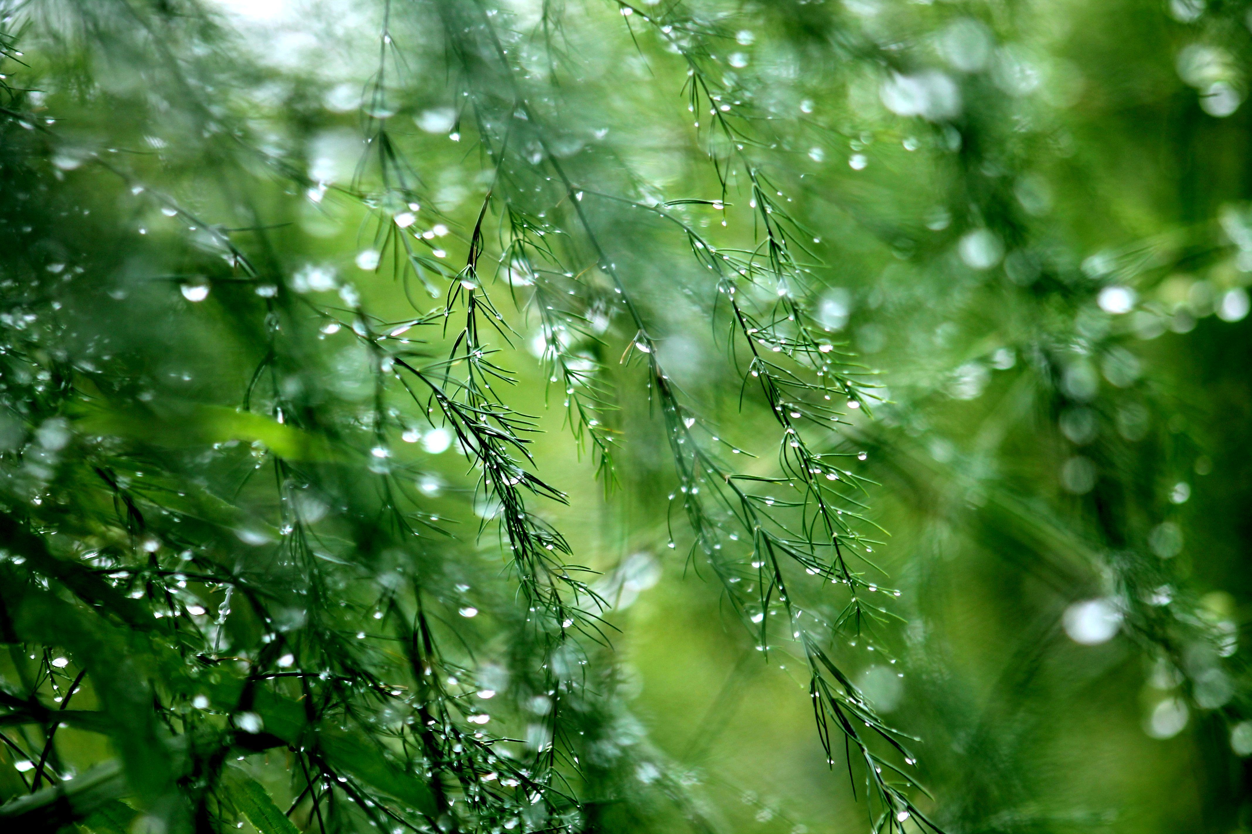 Dew HD Wallpaper and Background Image