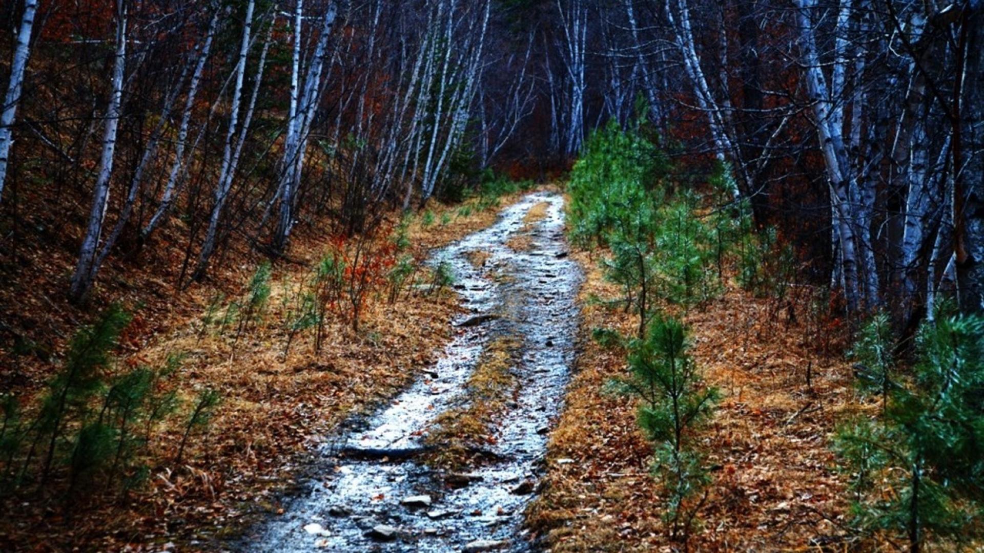 Forests paths hdr photography south dakota mystical wallpaper