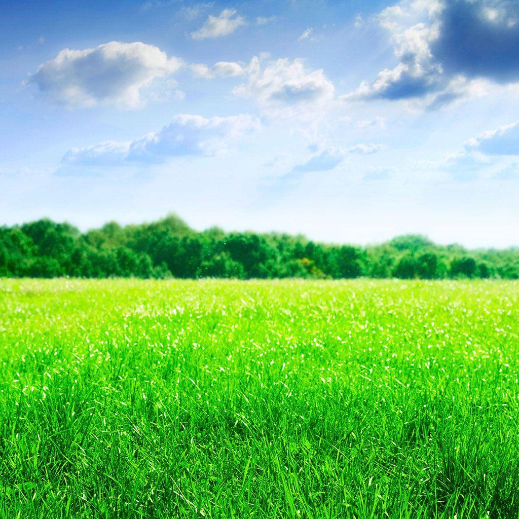 Green Field Tablet wallpaper and background