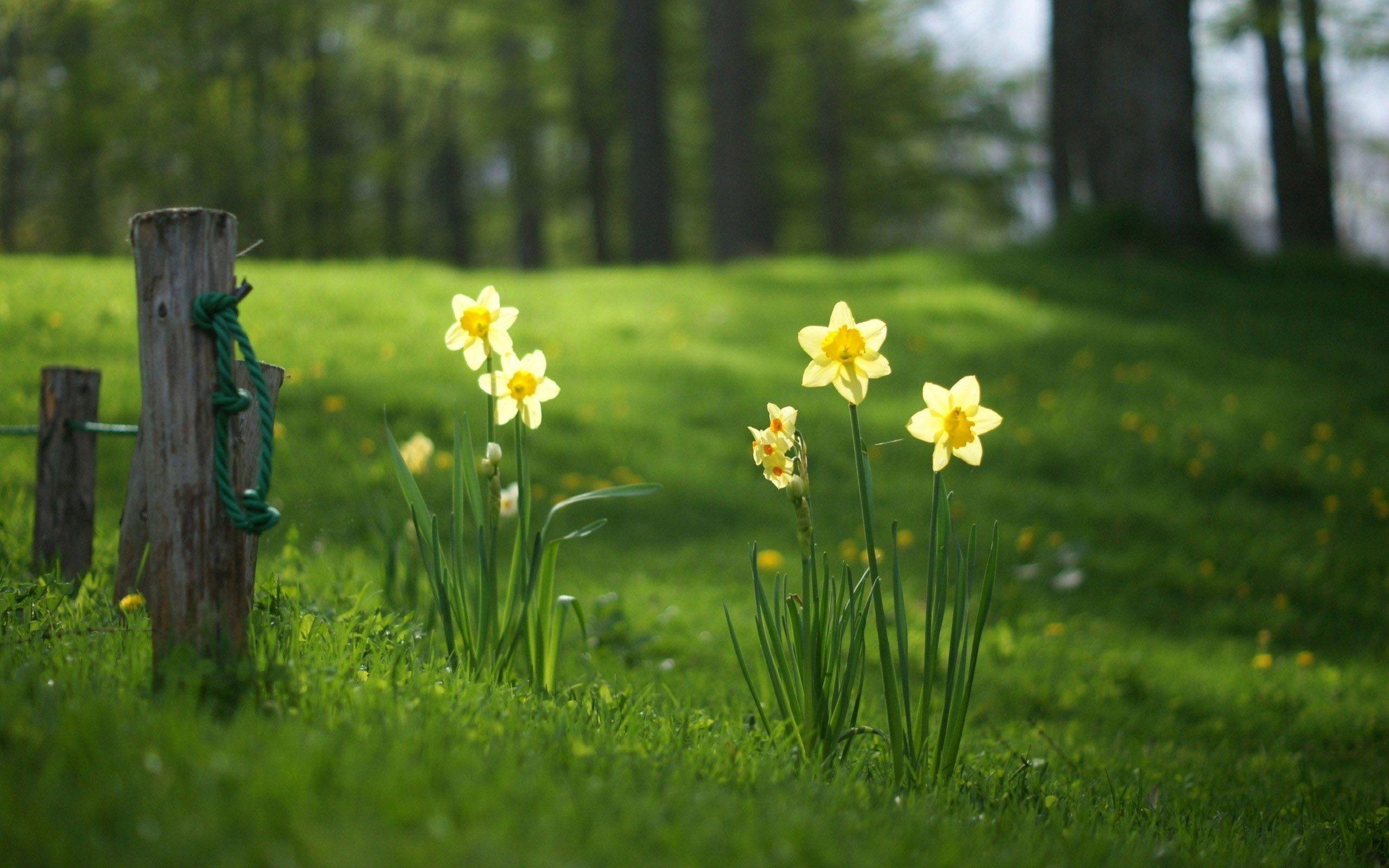 Daffodils Flowers On Green Field wallpaper