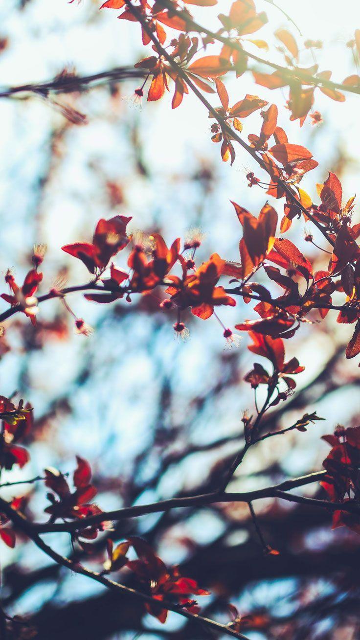 Free Autumn iPhone Wallpaper Collection Download it