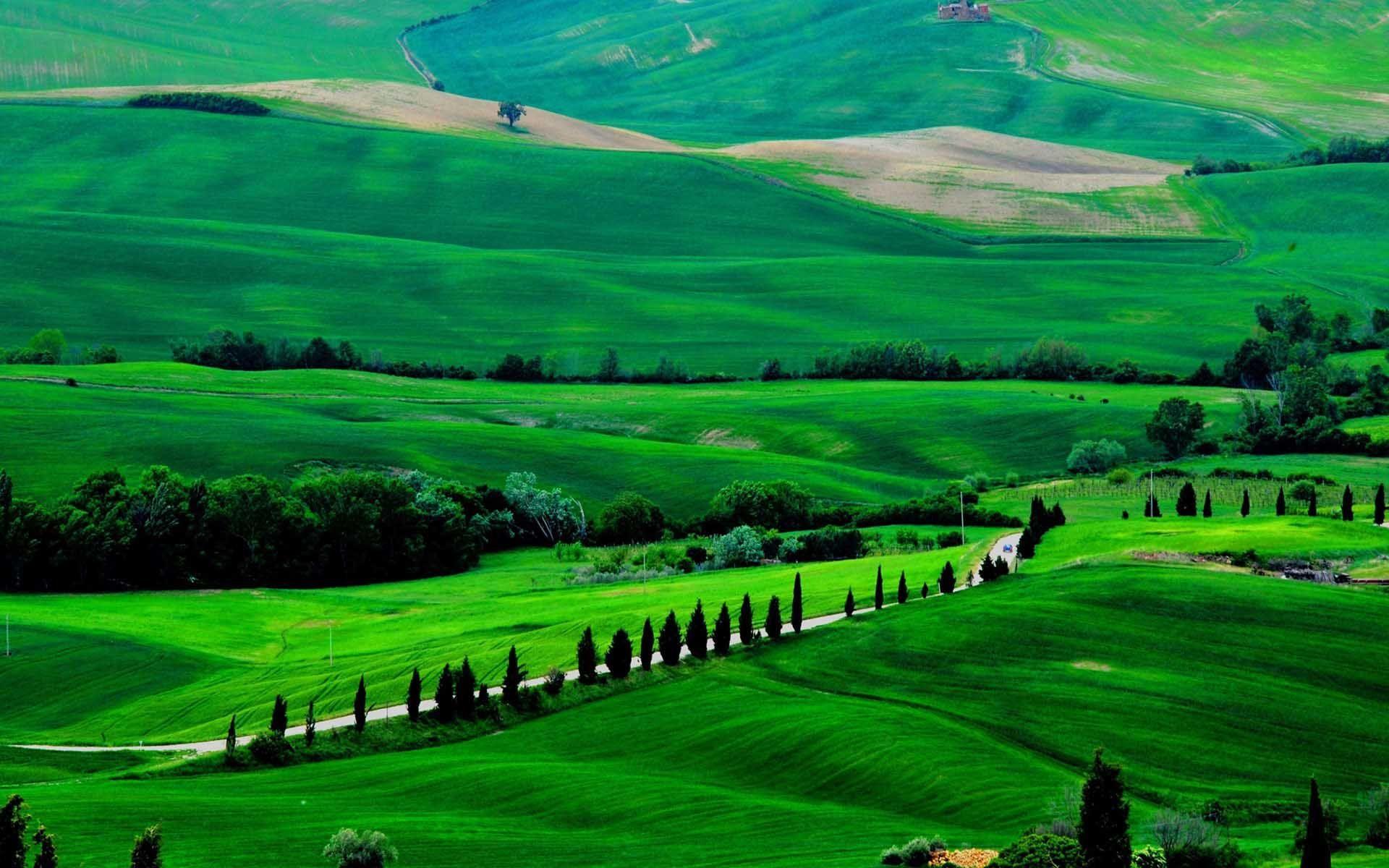 Amazing Green Field. HD Nature Wallpaper for Mobile and Desktop