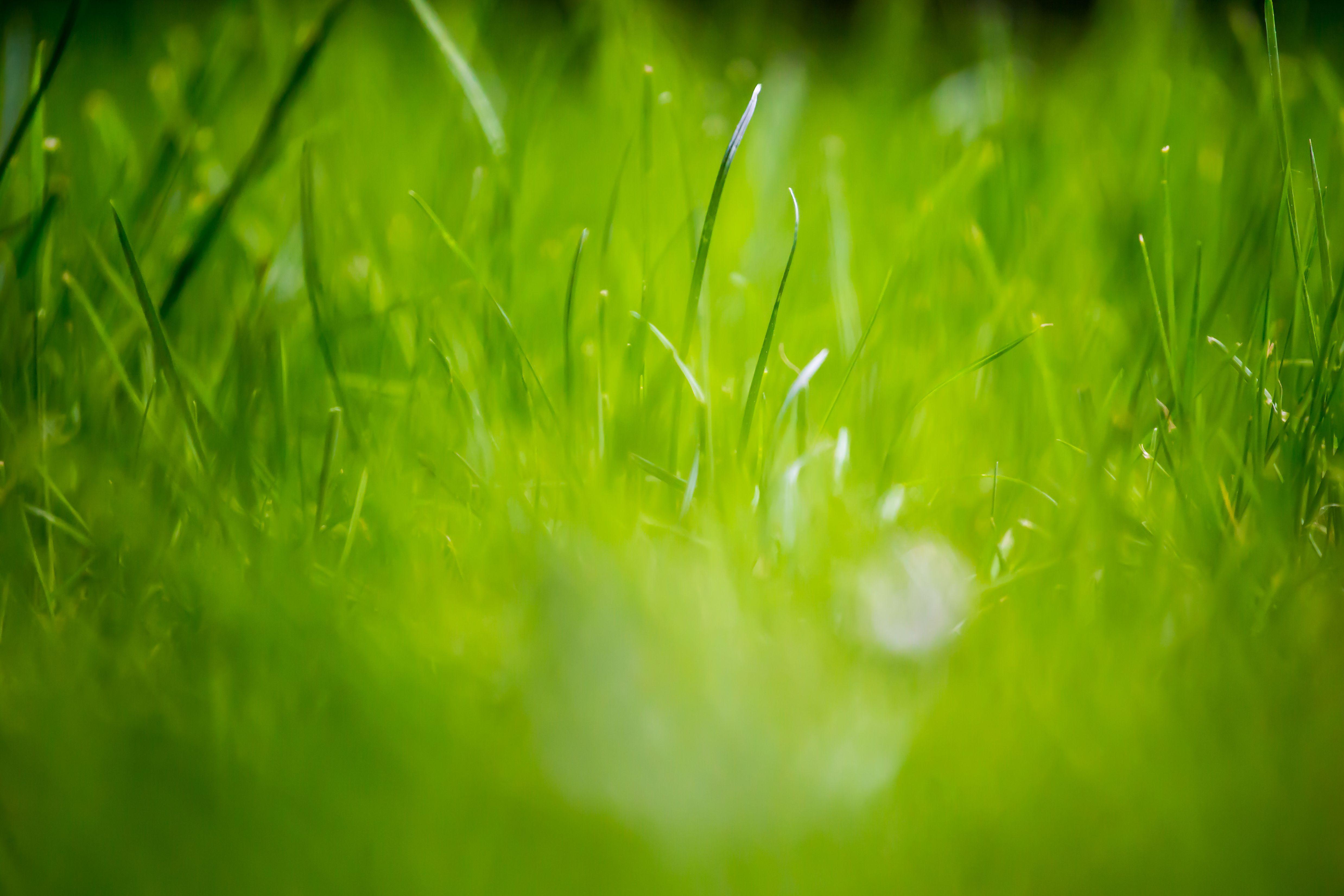 Beautiful Green Grass Field HD Wallpaper