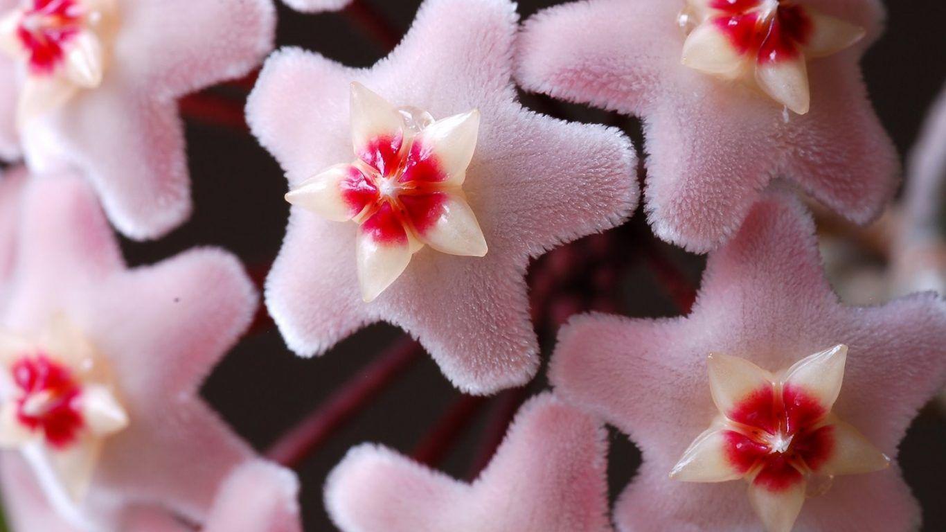 Wax Wallpapers - Wallpaper Cave