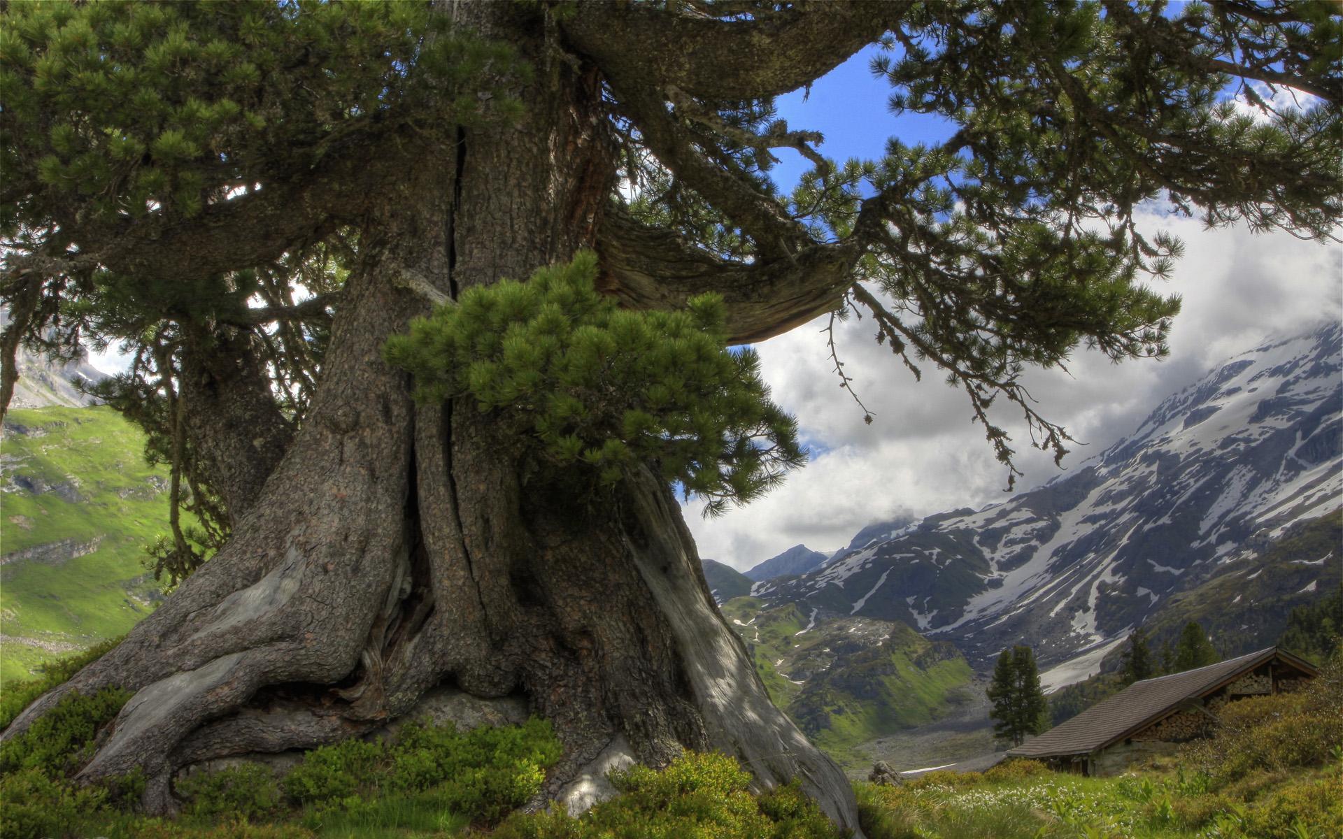 Beautiful Big Tree In Switzerl HD desktop wallpaper, Widescreen
