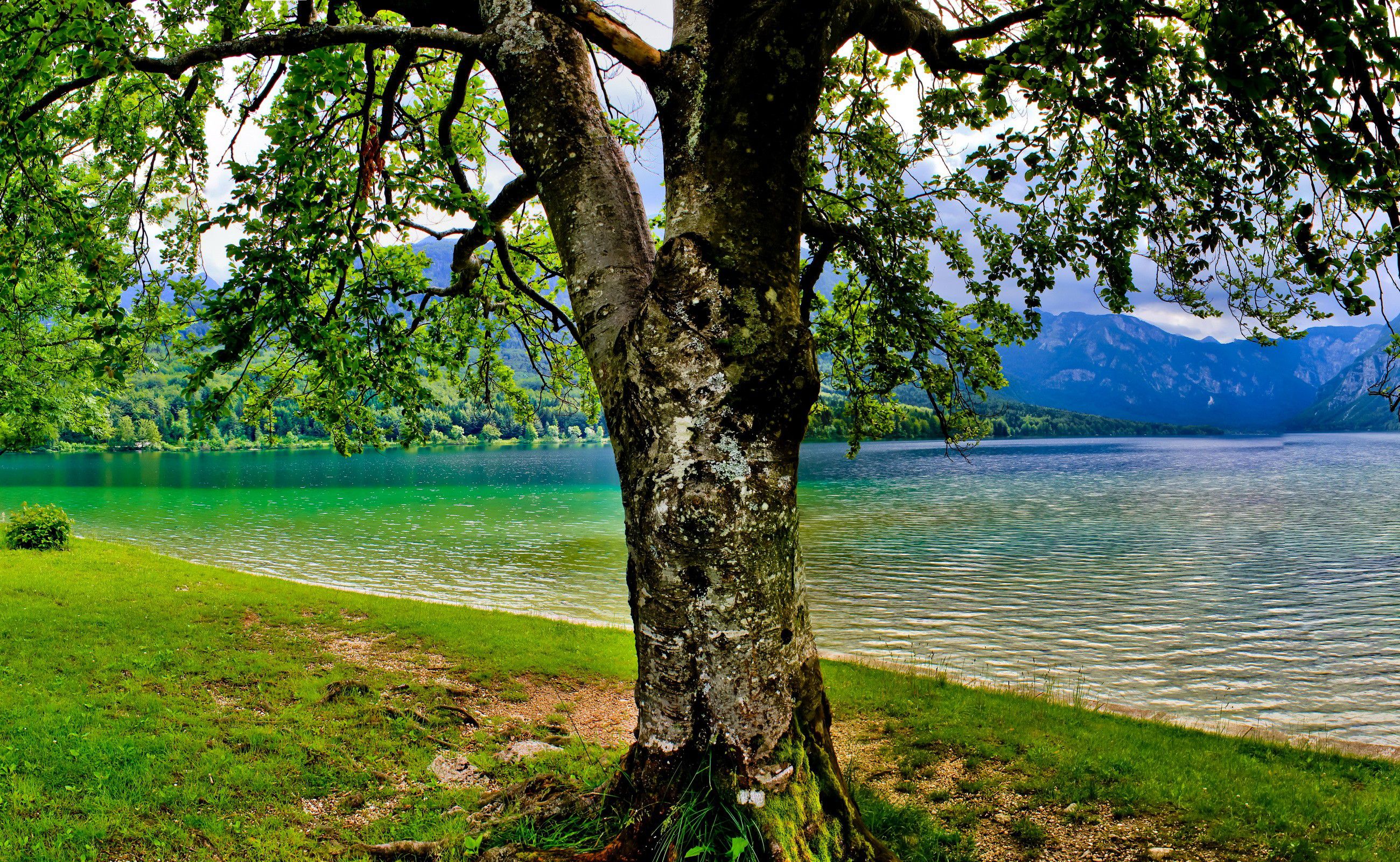Tree HD Wallpaper. Background Imagex1600