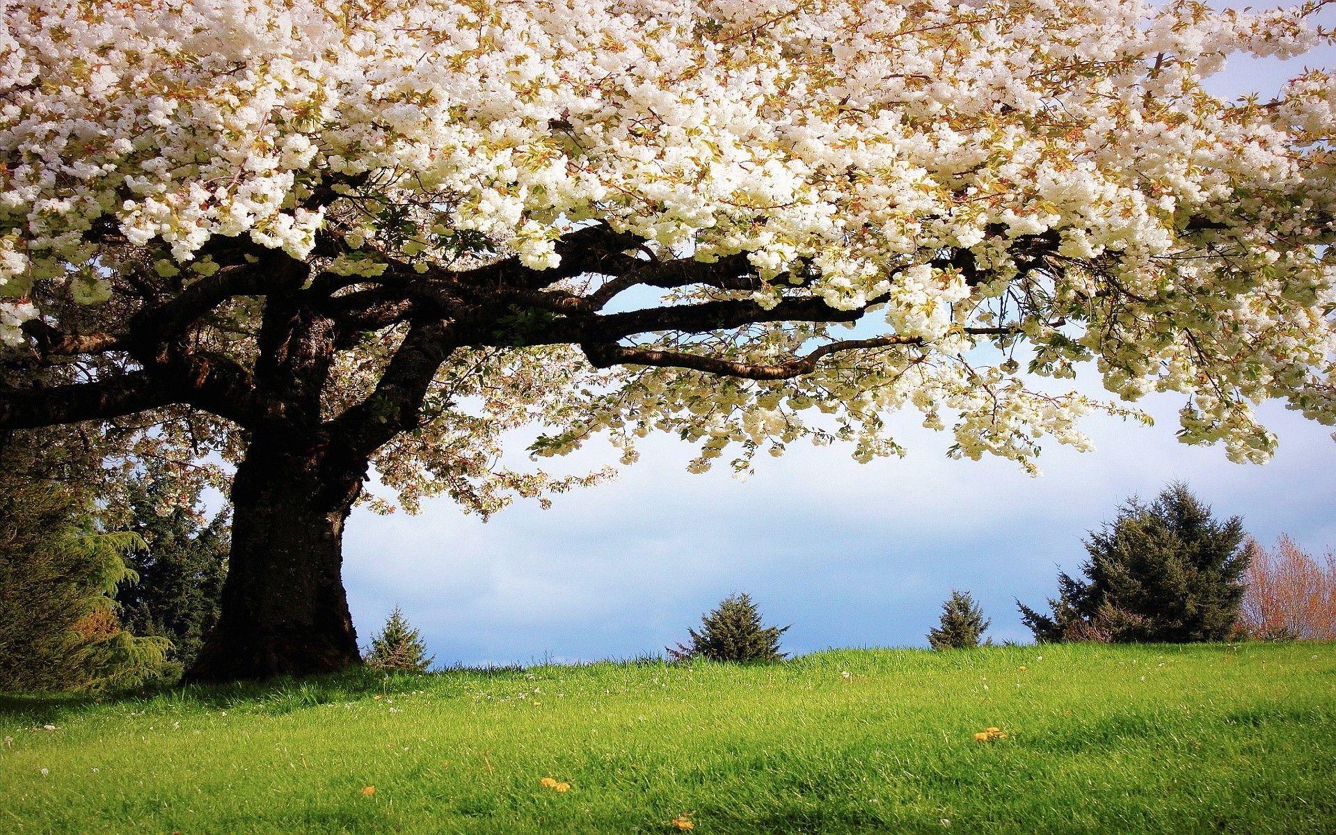 Misc: Sping Bloom Big Tree Flowers Spring Cherry Season Springtime