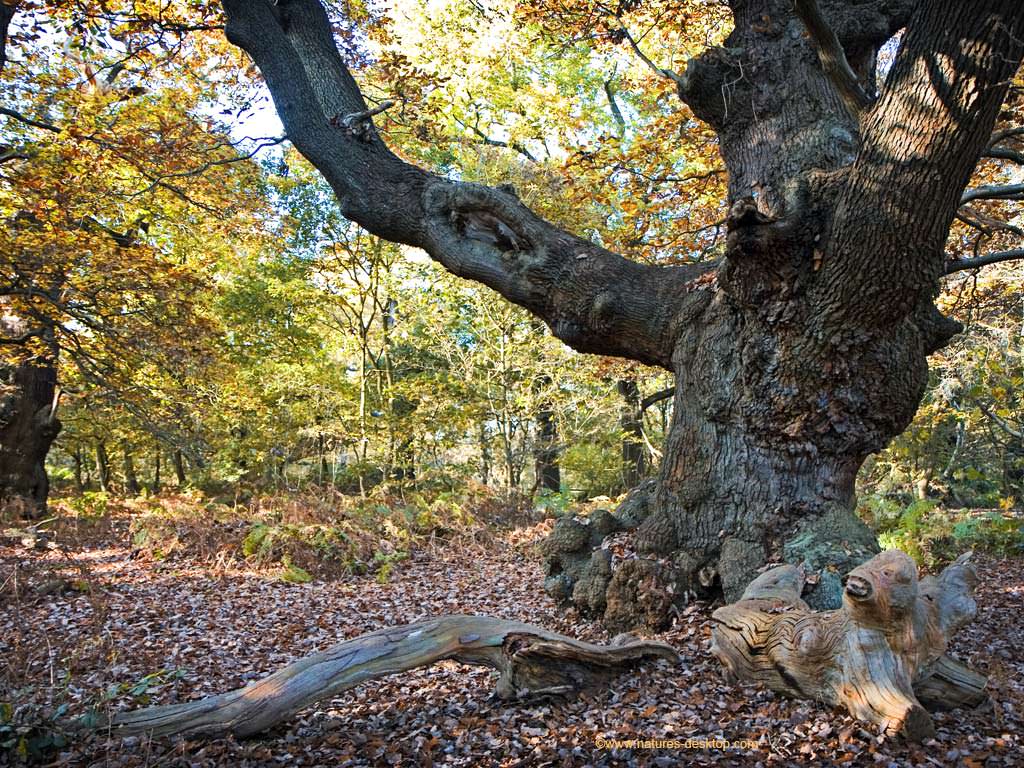 Large Old Oak Tree Sherwood Forest