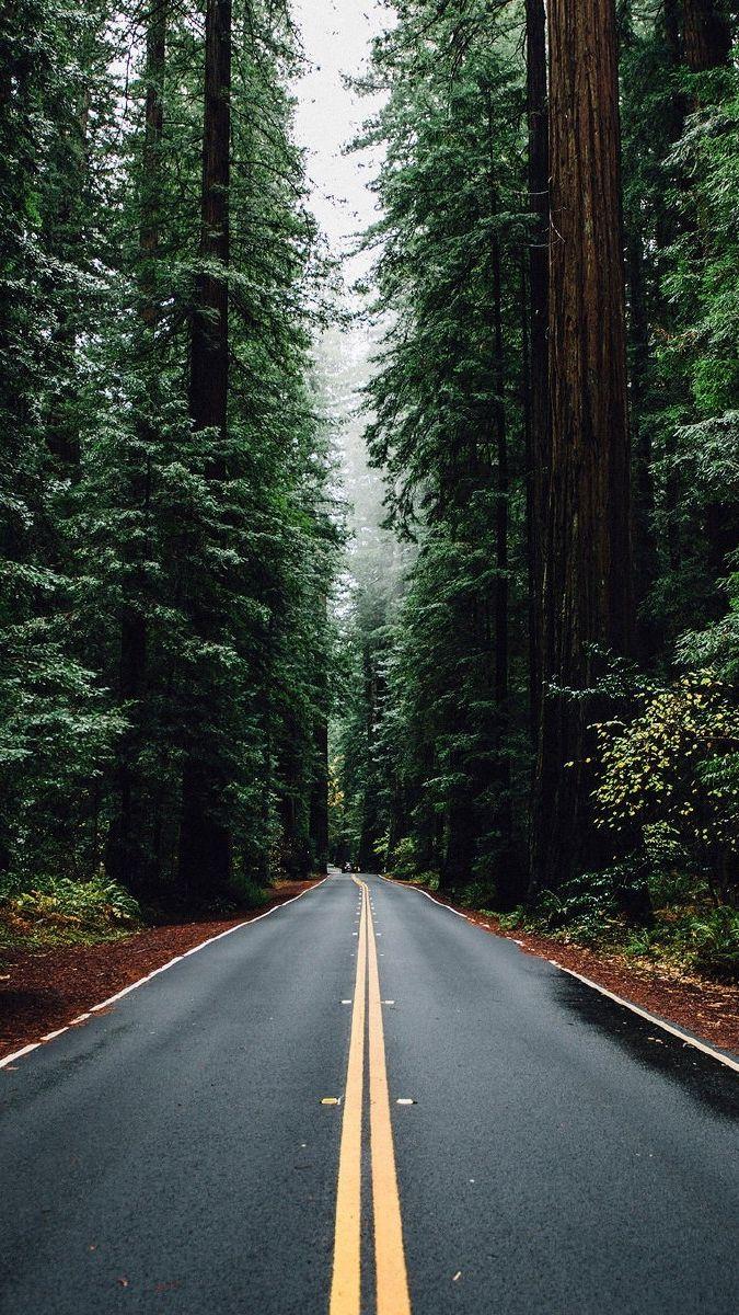 Green Big Trees Road USA IPhone Wallpaper