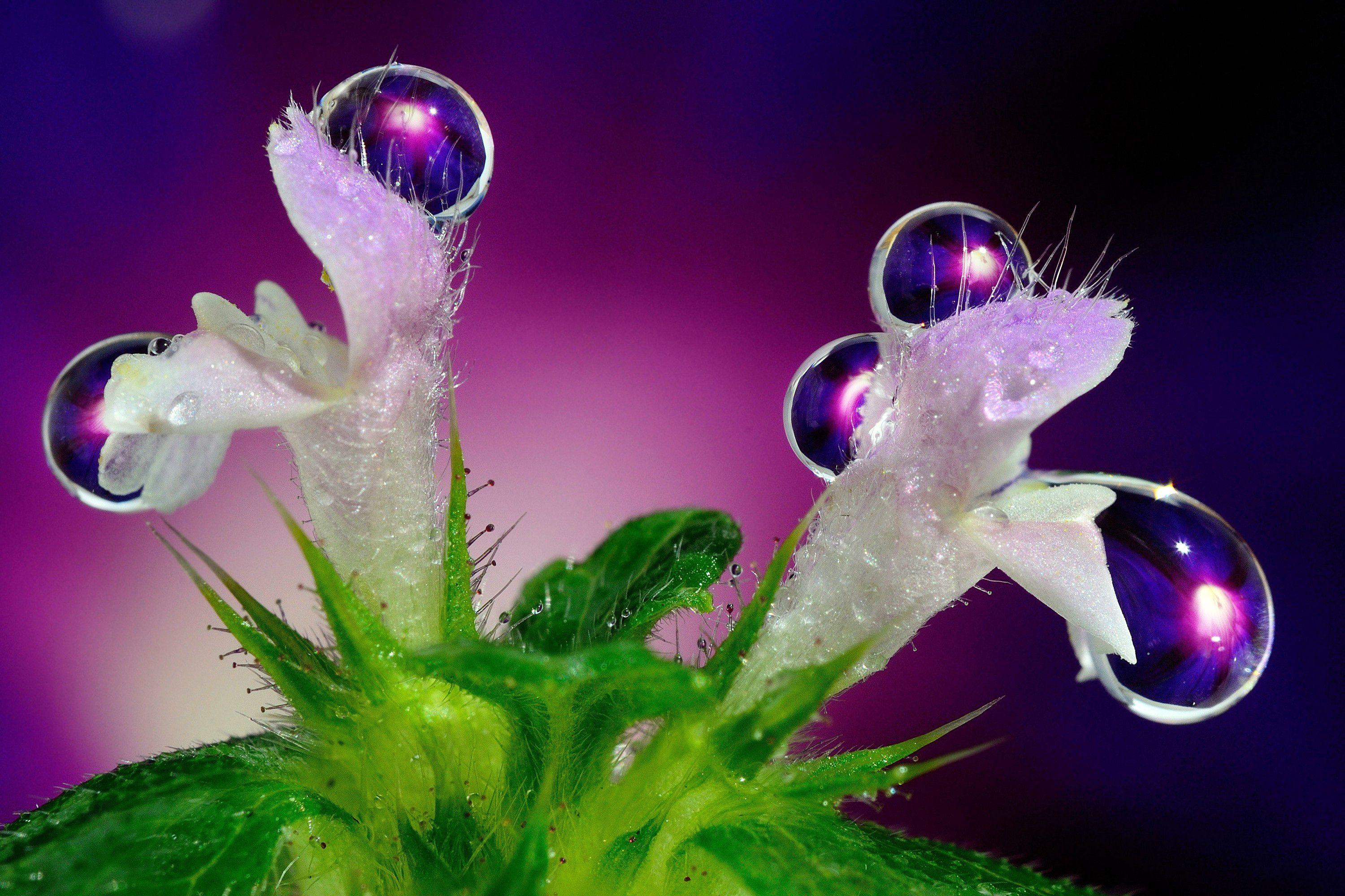 Water Drop Full HD Wallpaper and Background Imagex2000