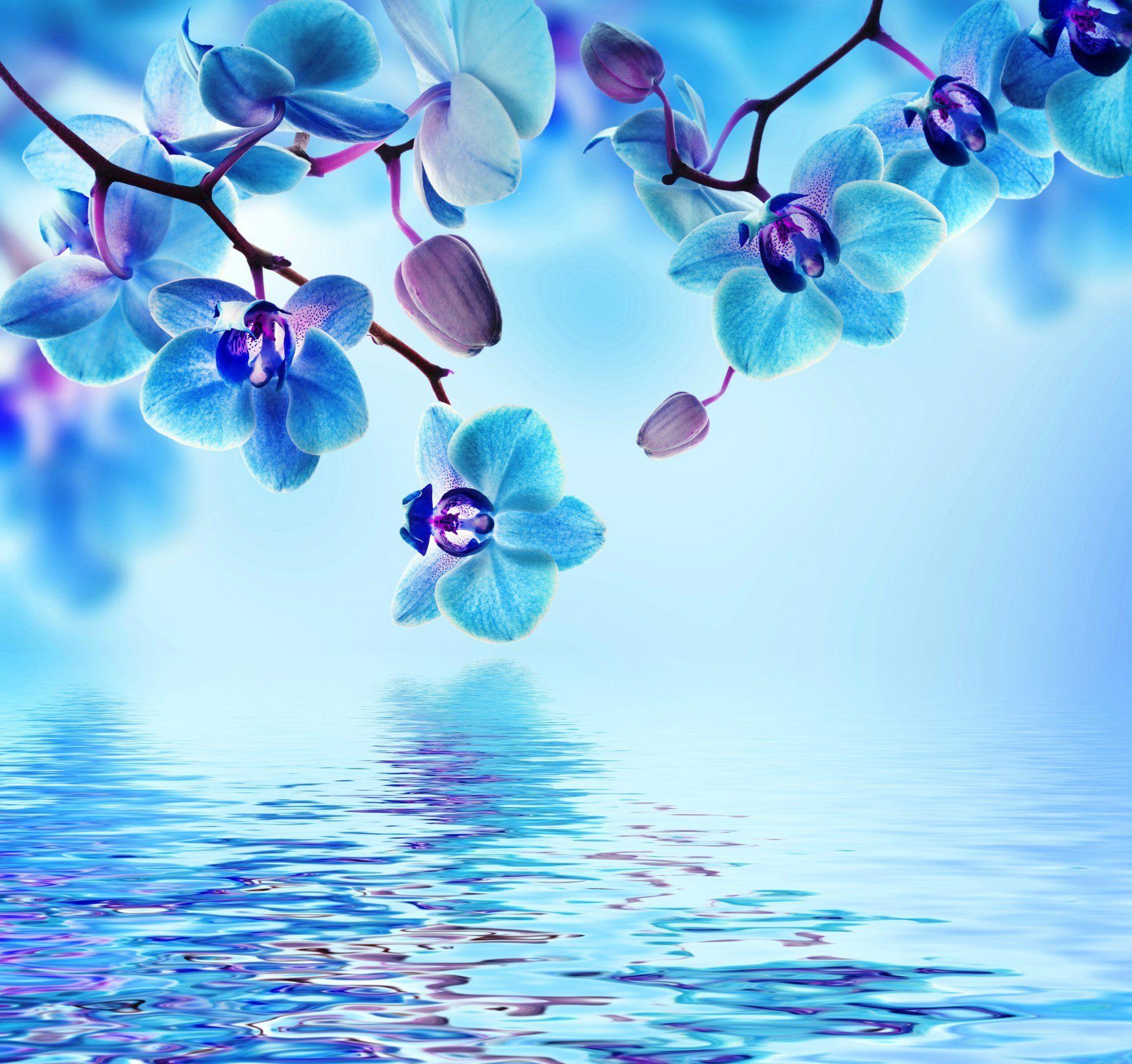 orchid blue water reflection flowers beautiful flower bloom HD wallpaper