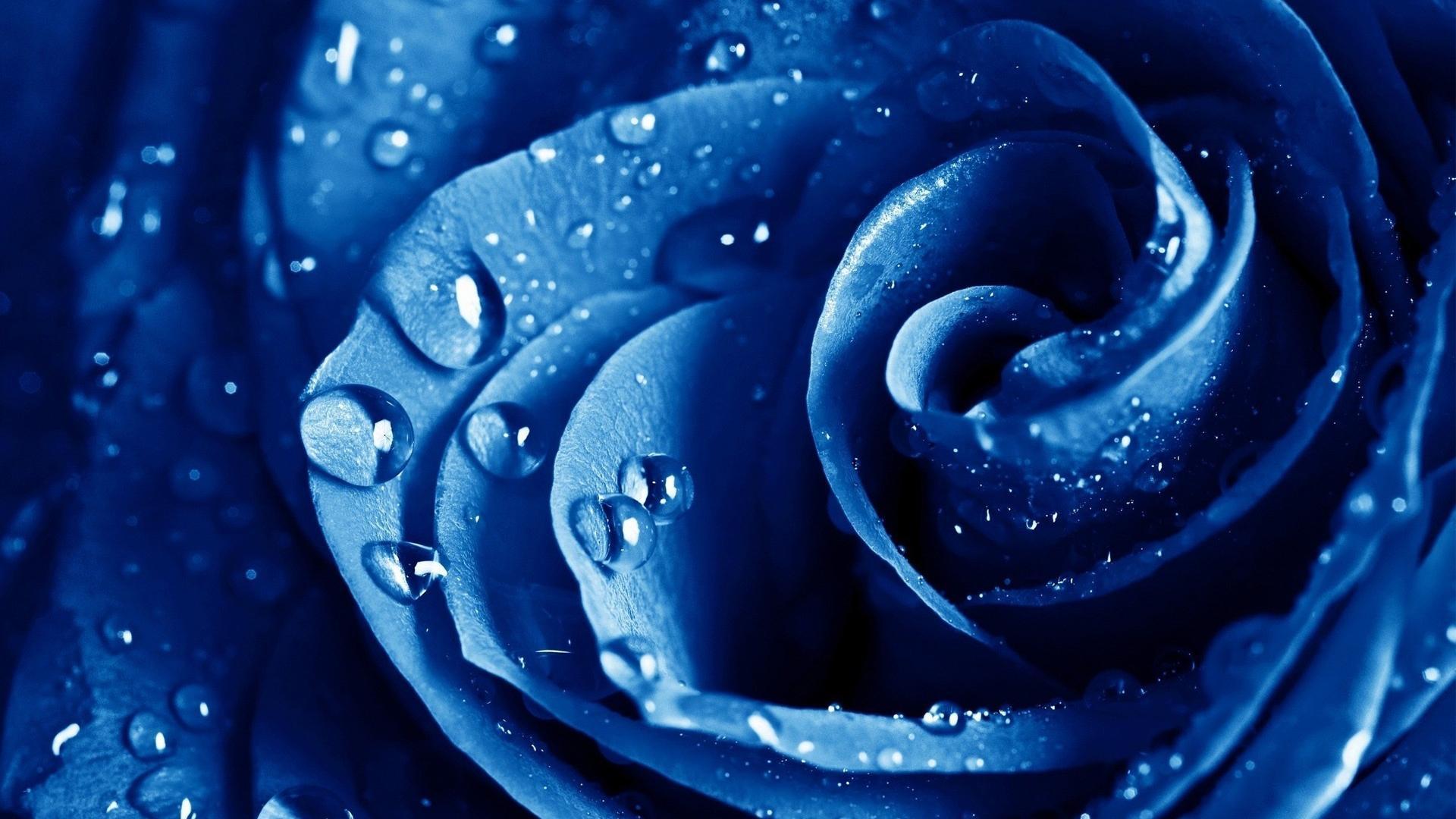 Water drops macro roses blue rose flowers wallpaper