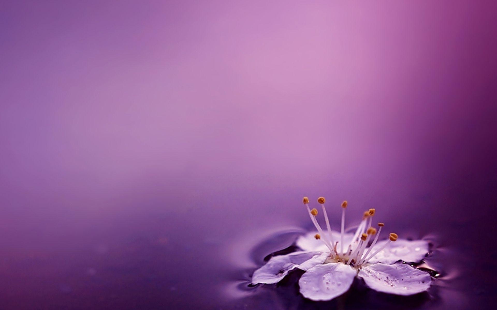 Purple Water Flower Wallpaperăutare Google. Beautiful Photo