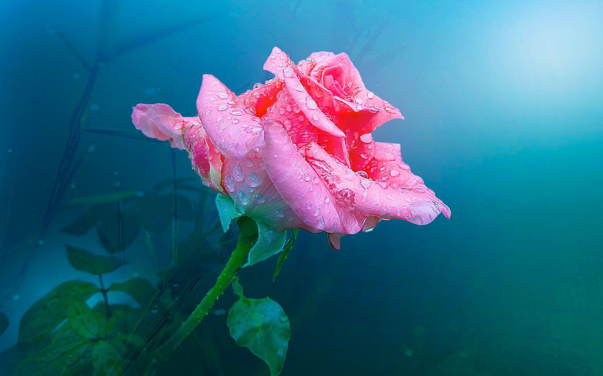 One pink rose flower, water drops wallpaper
