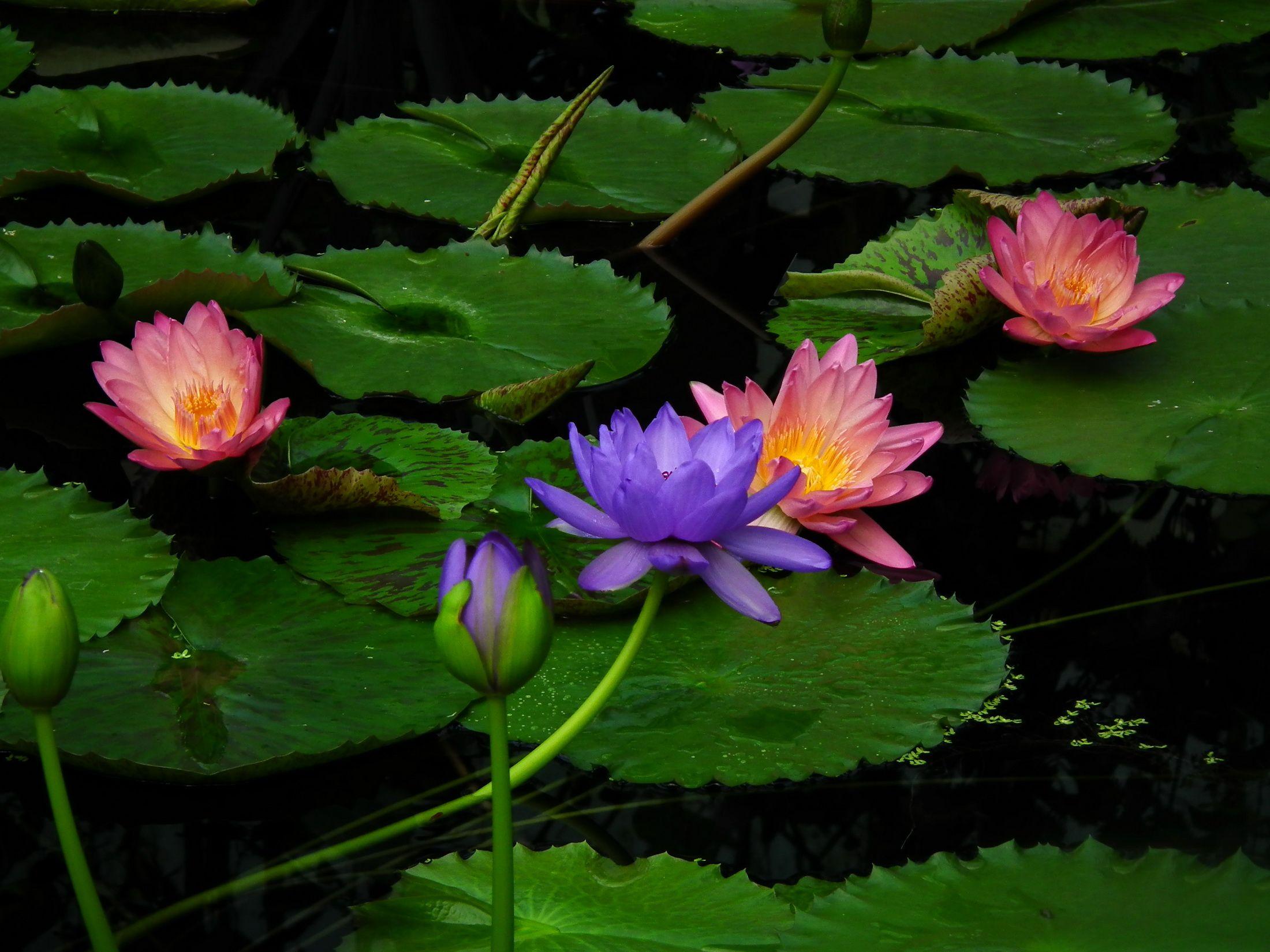 Water Lily Flower Full HD Quality Pics, Water Lily Flower Wallpaper