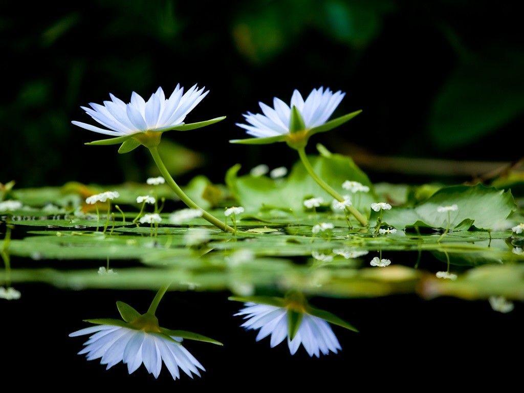 Lilies Tag wallpaper: Lilies Water Flower Nature Flowers Amazing
